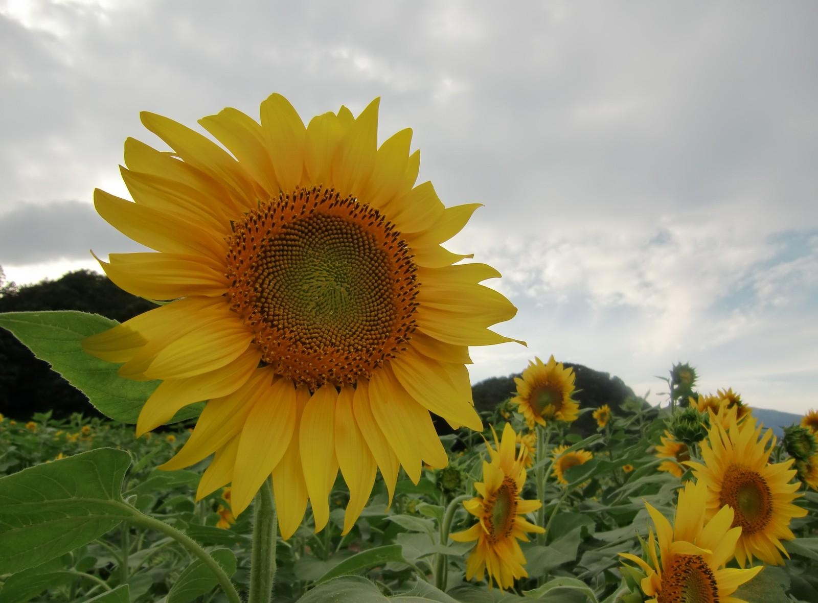 Laden Sie das Feld, Blumen, Sonnenblumen, Sky, Hauptsächlich Bewölkt, Bedeckt-Bild kostenlos auf Ihren PC-Desktop herunter