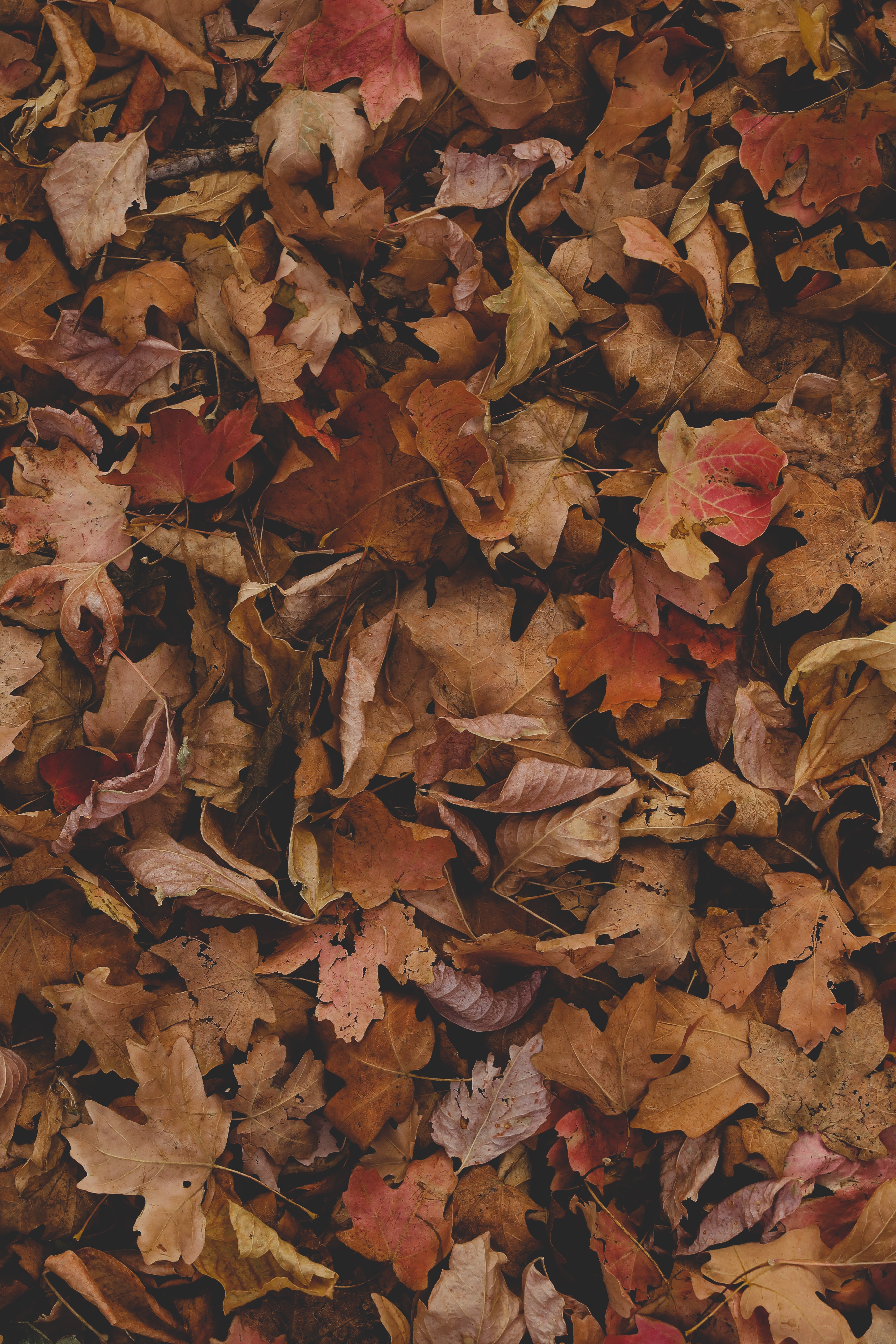 96024 baixar papel de parede outono, natureza, folhas, seco, bordo, ácer - protetores de tela e imagens gratuitamente