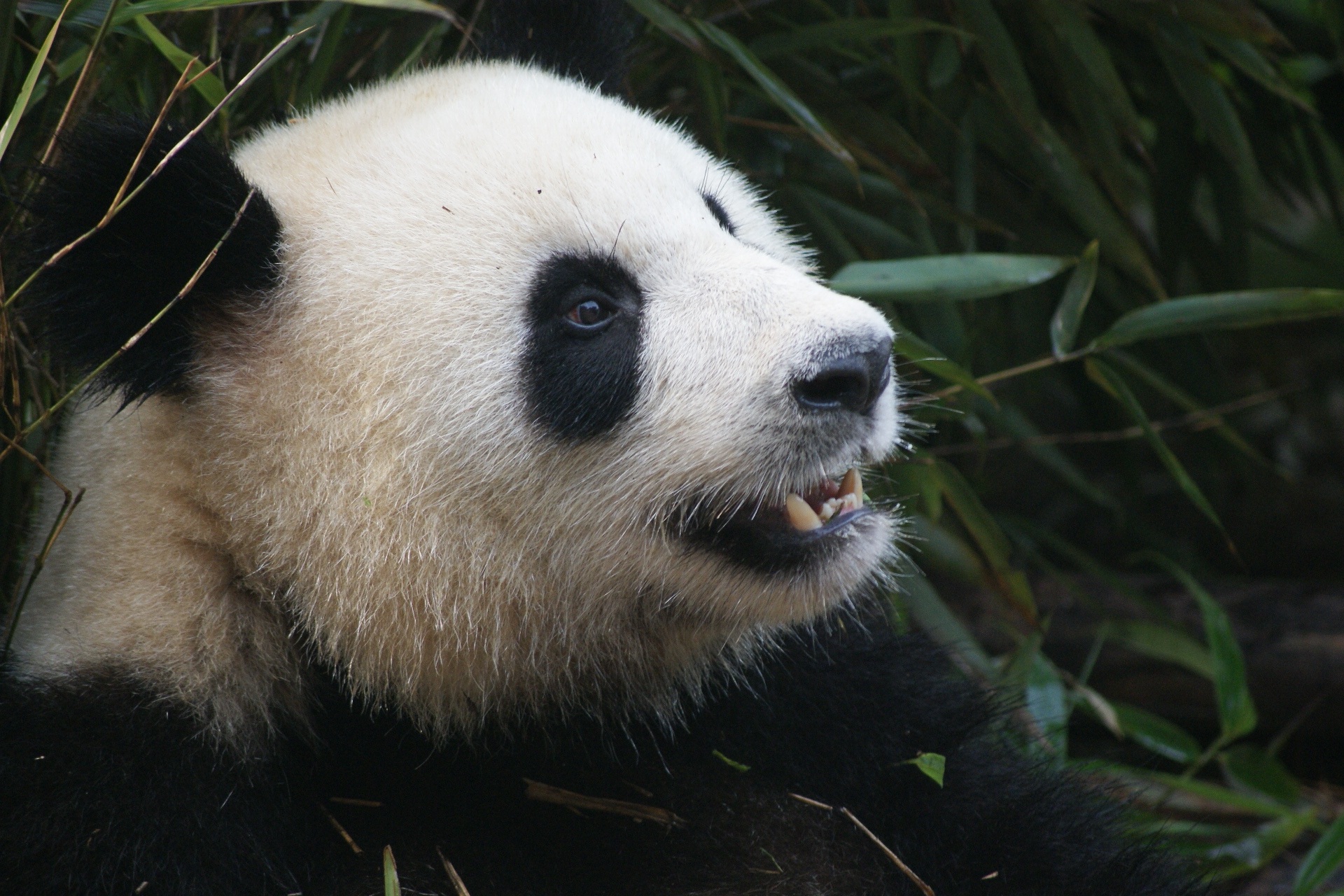Die besten Panda-Hintergründe für den Telefonbildschirm