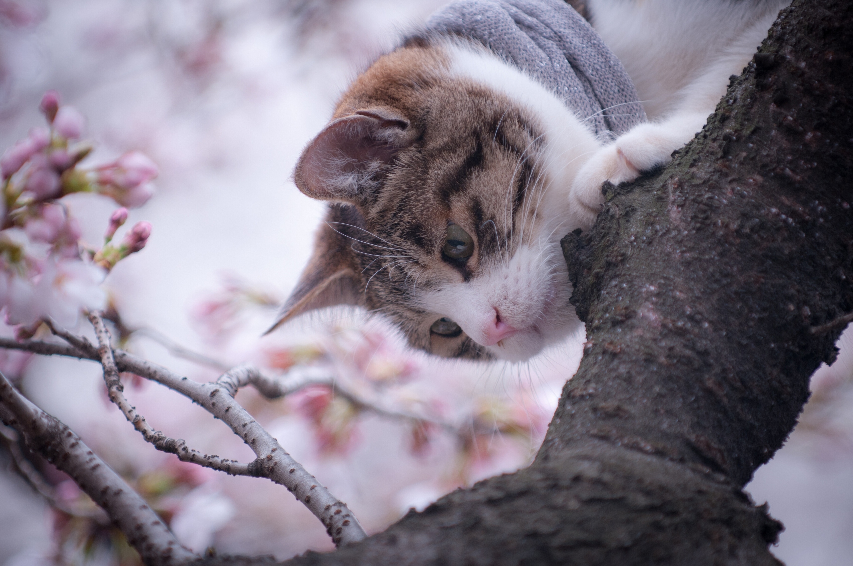 Laden Sie das Tiere, Holz, Katze, Baum, Frühling-Bild kostenlos auf Ihren PC-Desktop herunter