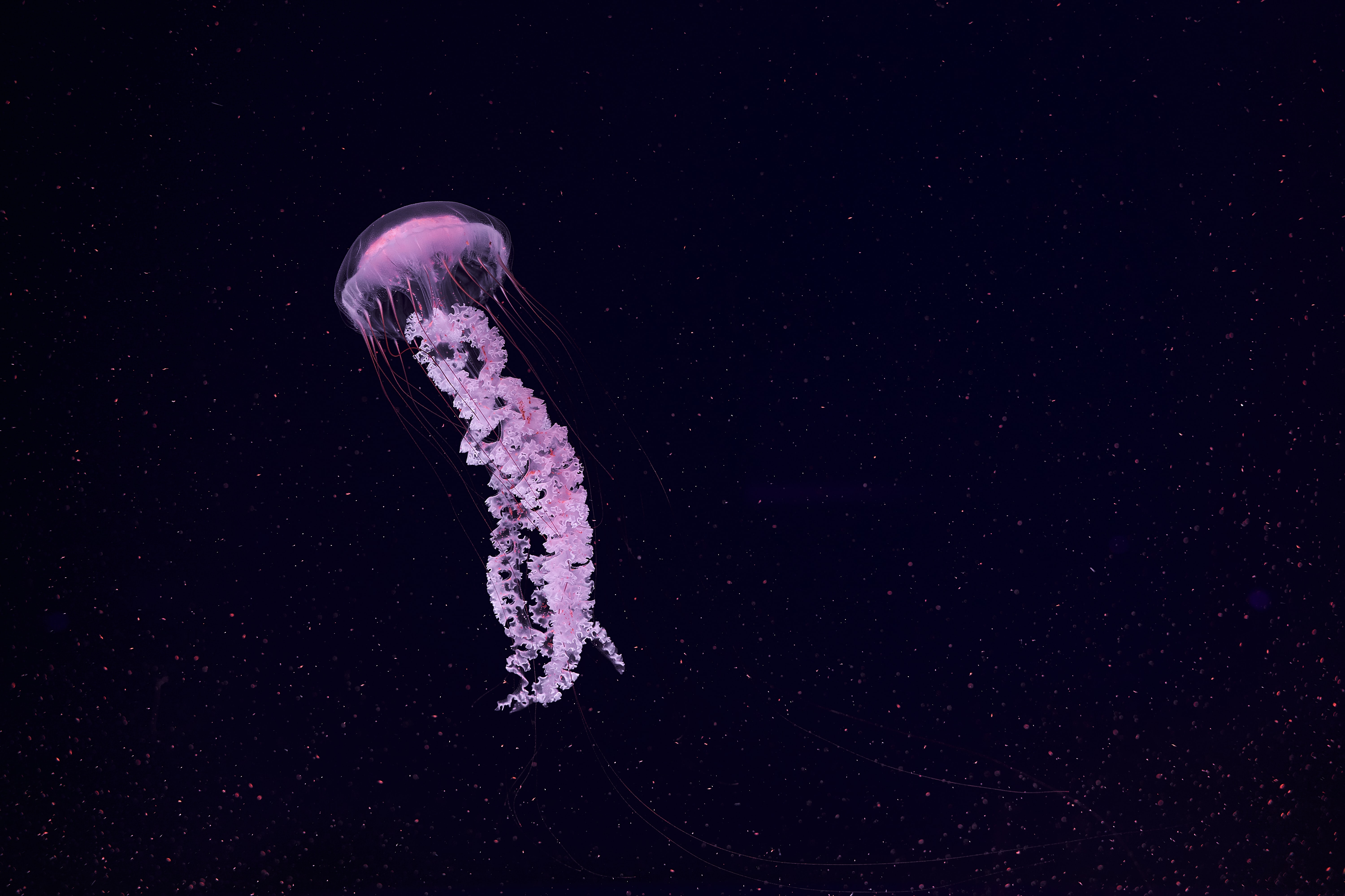 Mobile HD Wallpaper Beautiful animals, tentacle, particles, jellyfish