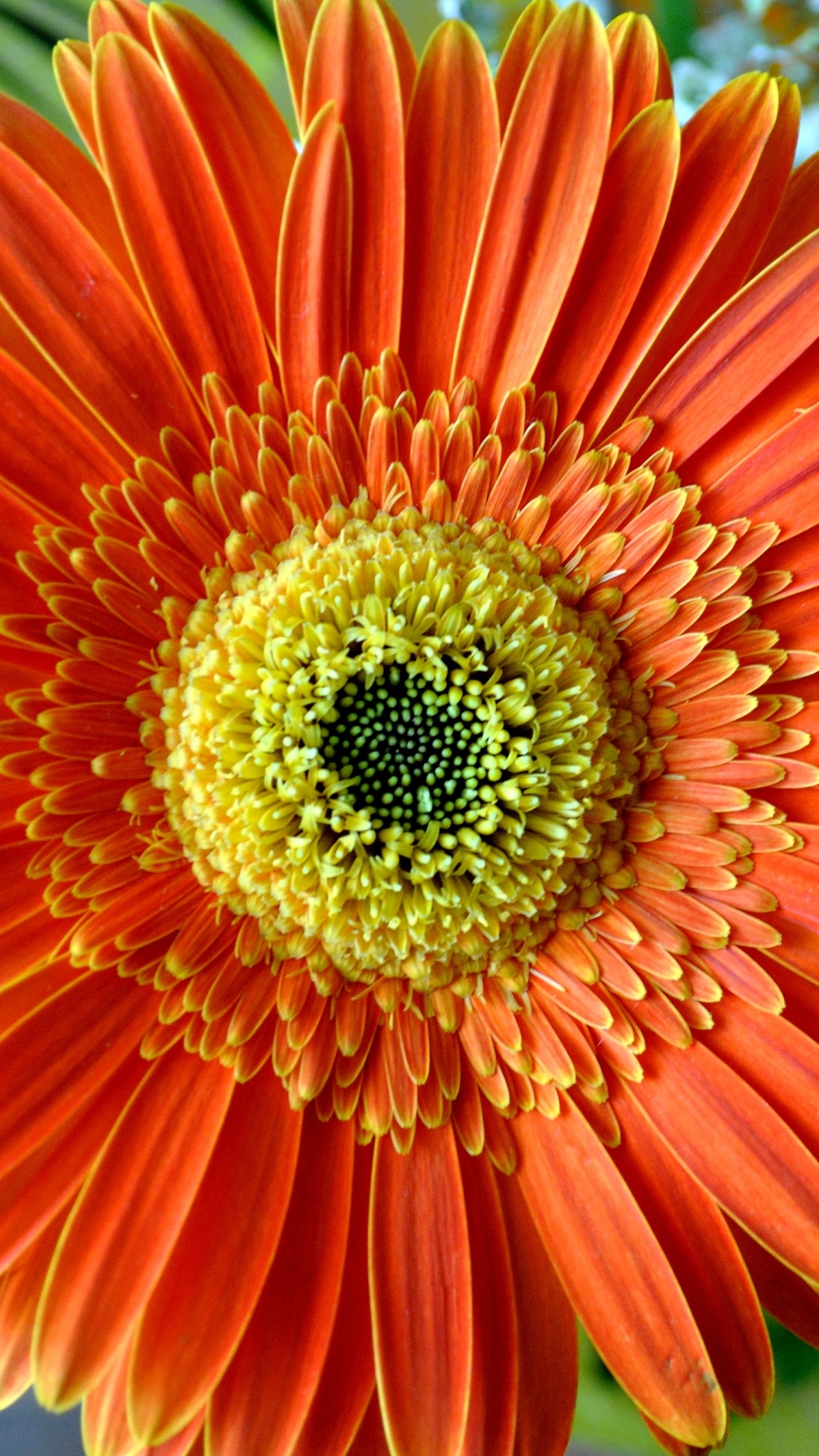Gerbera earth, orange flower, flowers, flower 4k Wallpaper