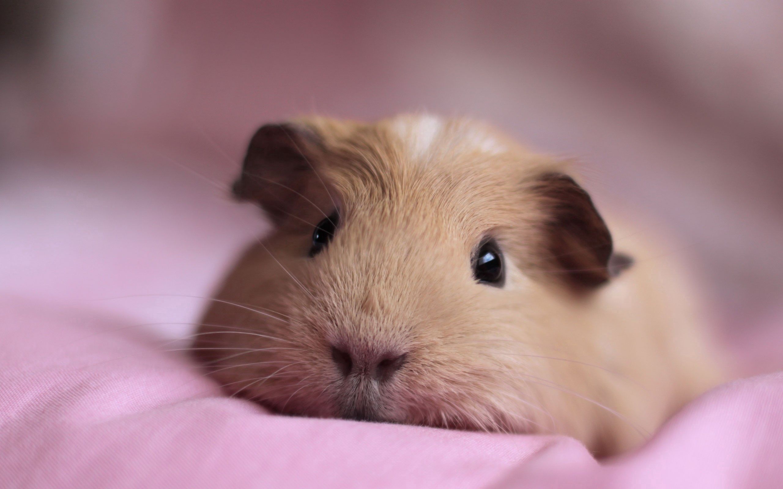 guinea pig, opinion, animals, to lie down, lie, sight, nose