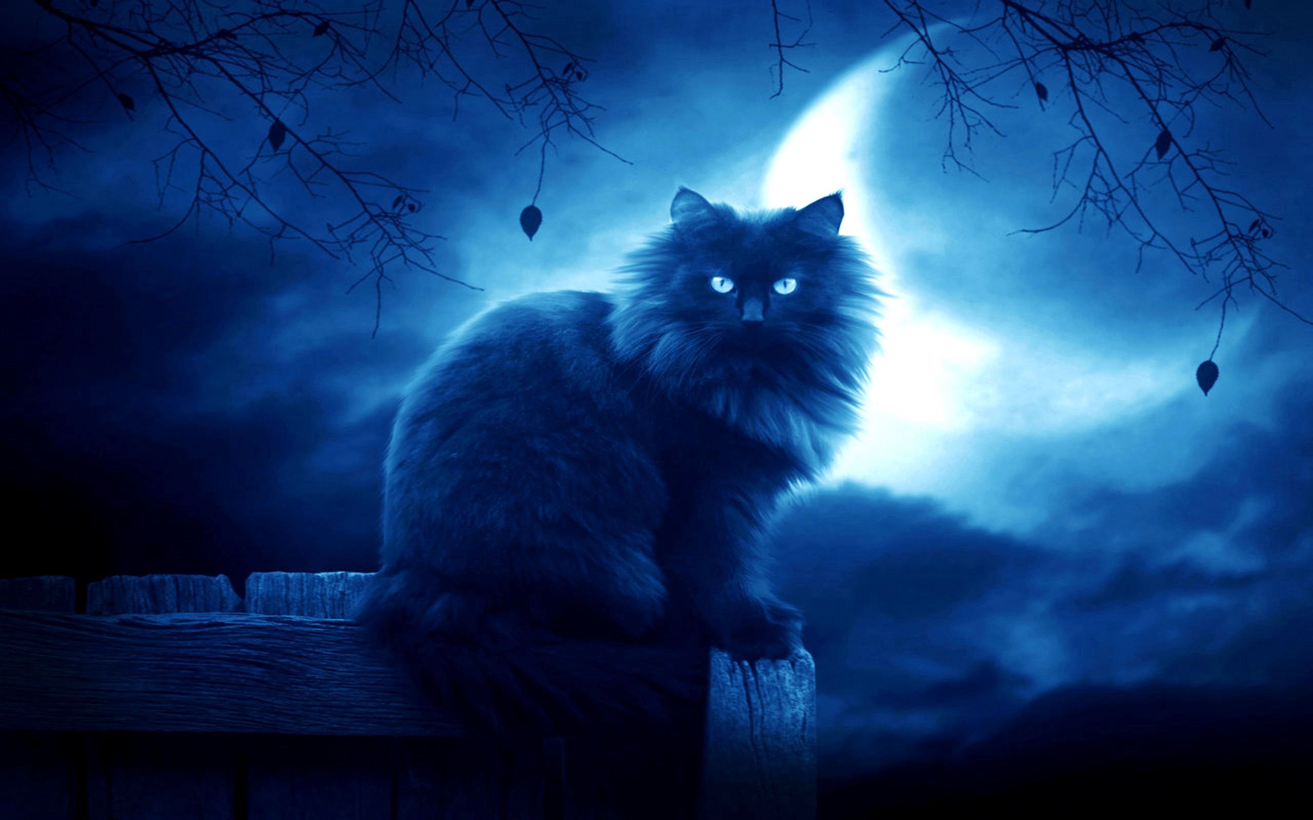 fantasy, outlines, night, moon, black, silhouette, cat QHD