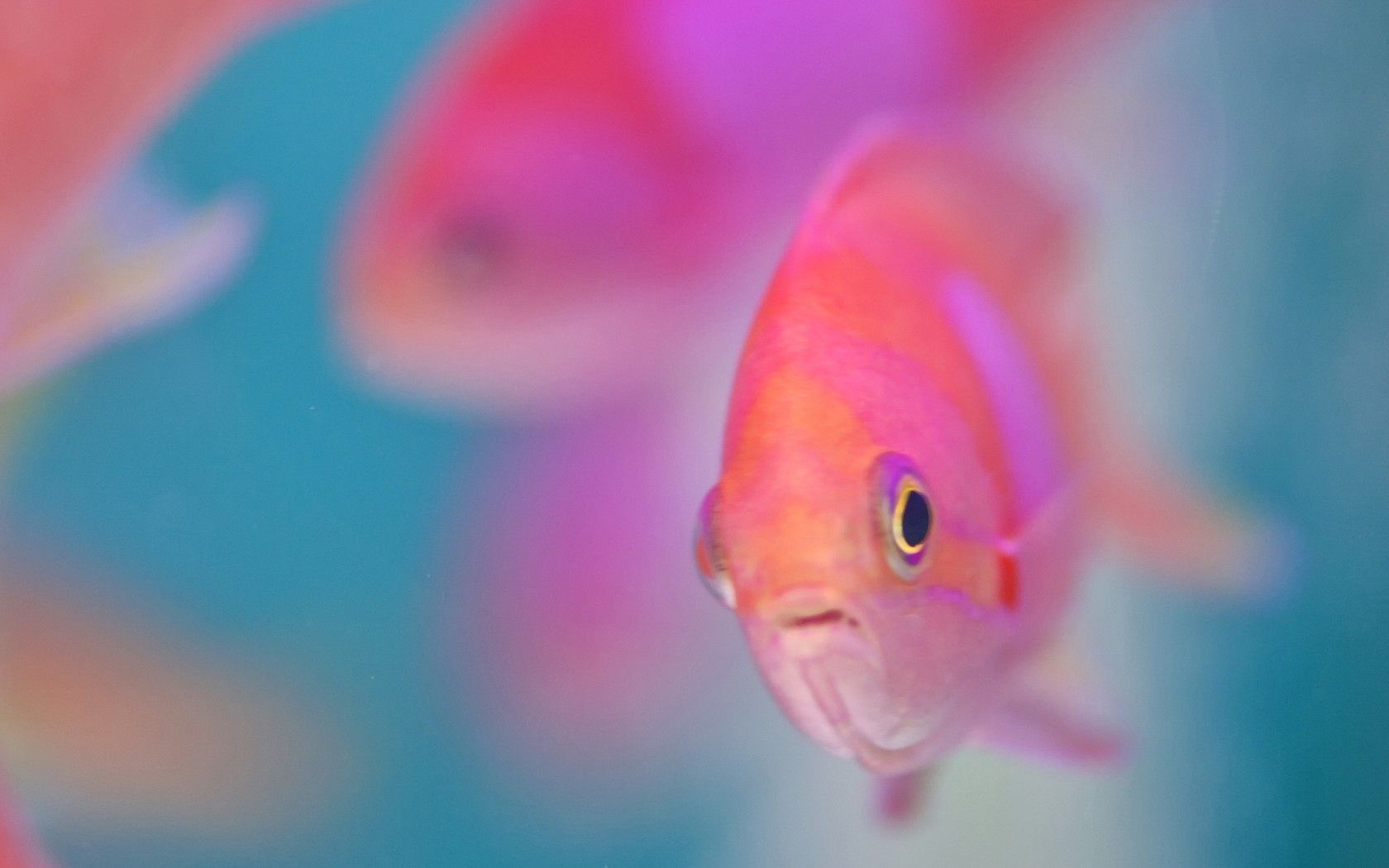 115577 Screensavers and Wallpapers Fish for phone. Download animals, water, fish, floats, swims pictures for free