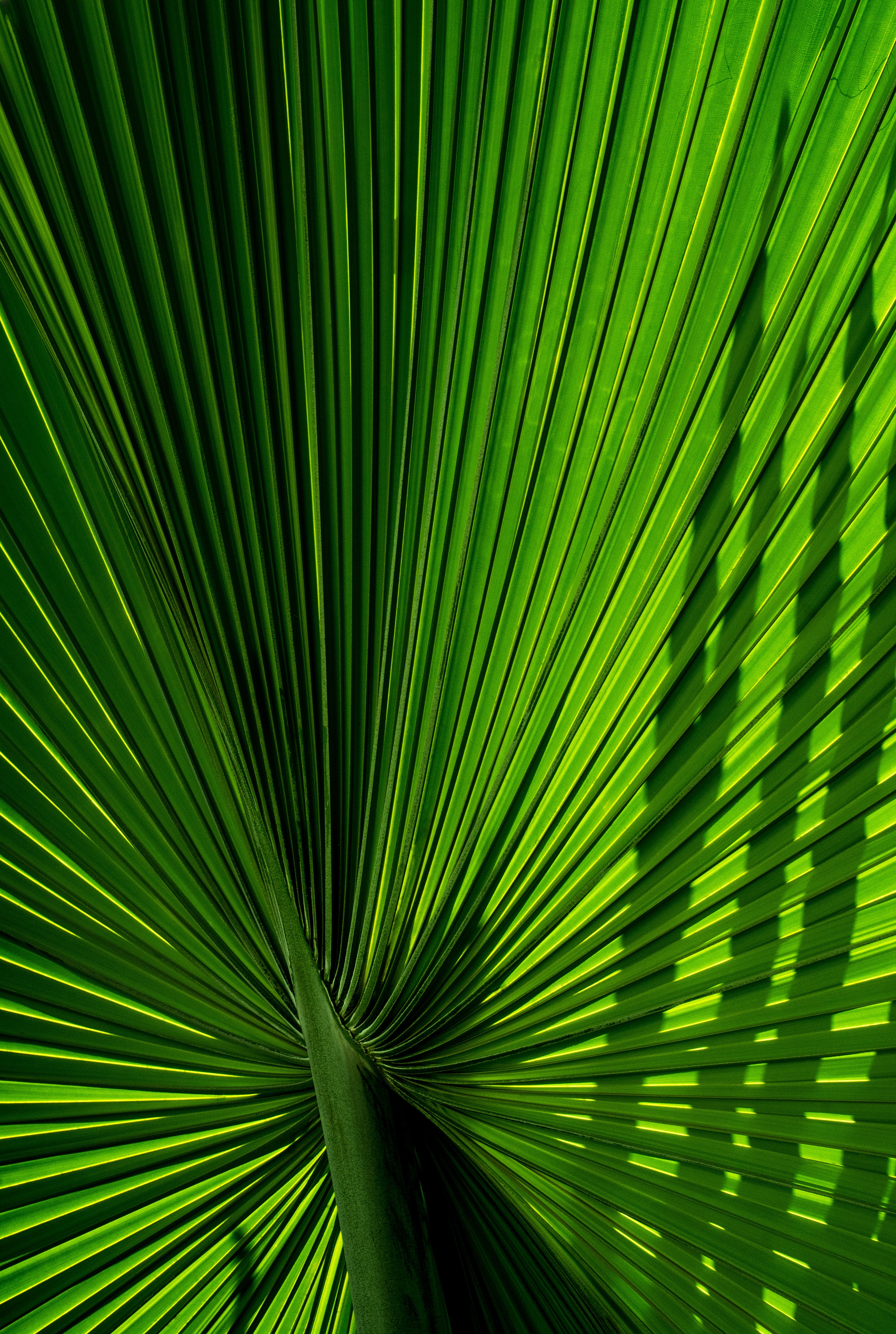 Carved branch, macro, palm, green Free Stock Photos
