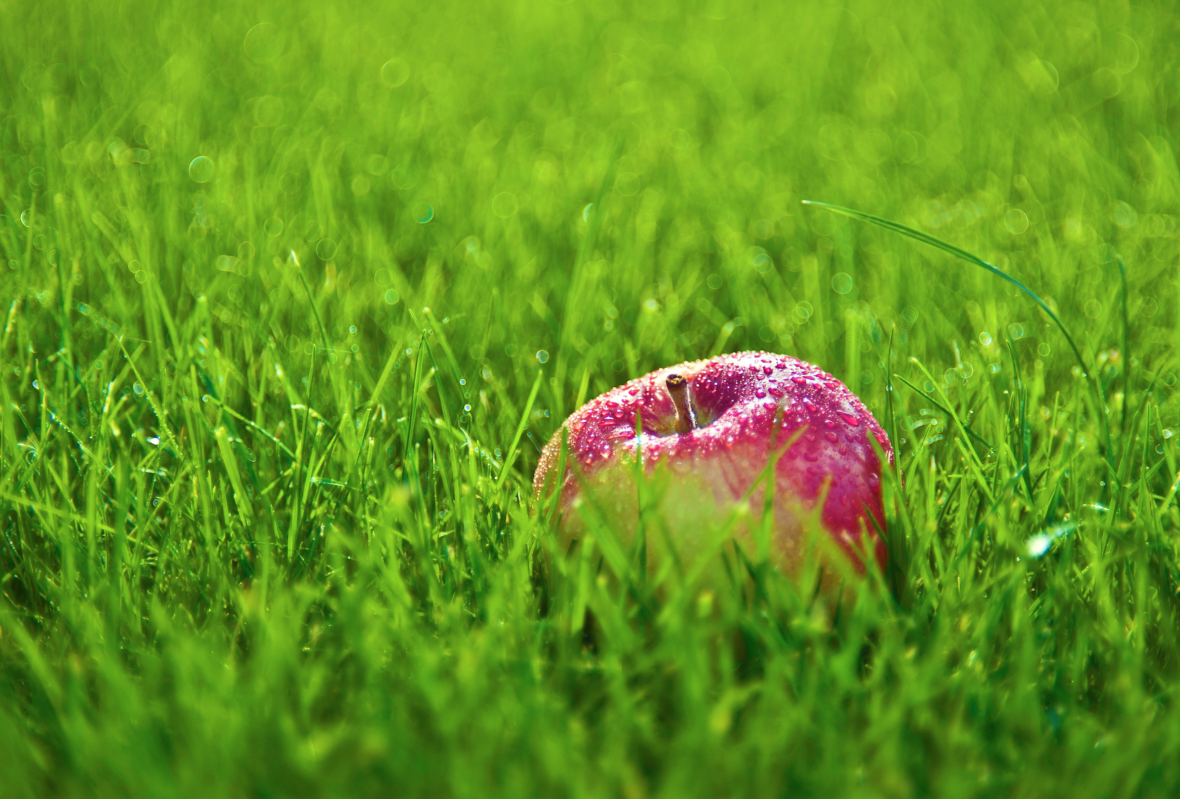 lawn, food, grass, apple, drops, red, fruit