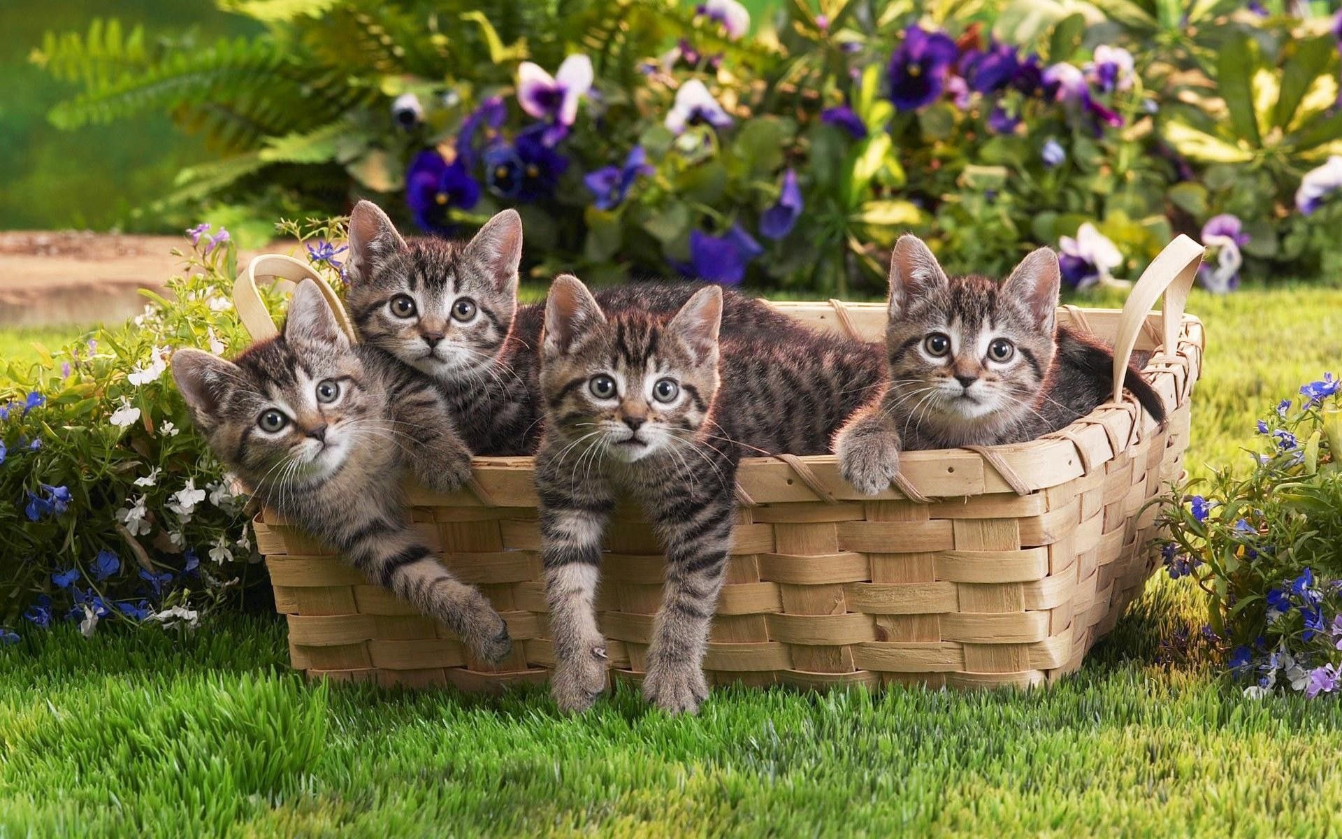 Kittens kids, flowers, animals, basket Lock Screen