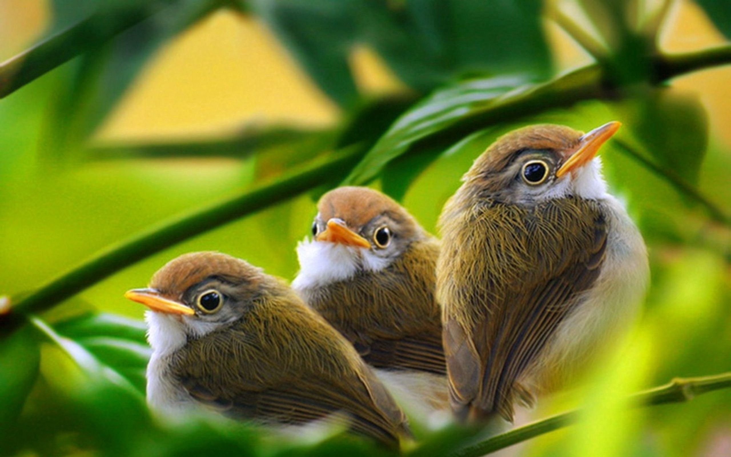 57039 Hintergrundbilder und Vögel Bilder auf dem Desktop. Laden Sie ast, grass, tiere, blätter Bildschirmschoner kostenlos auf den PC herunter