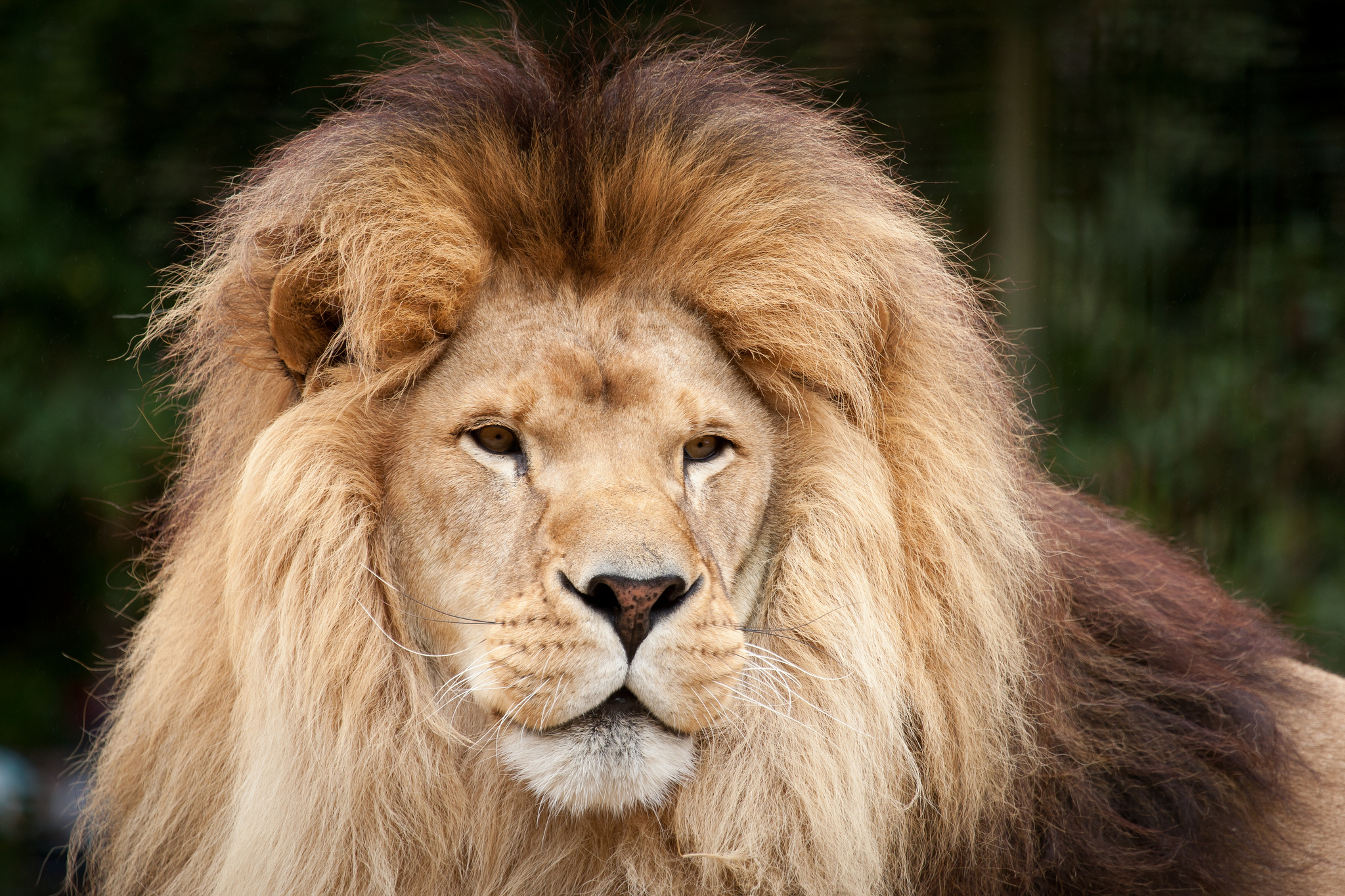 Волосы как грива у льва