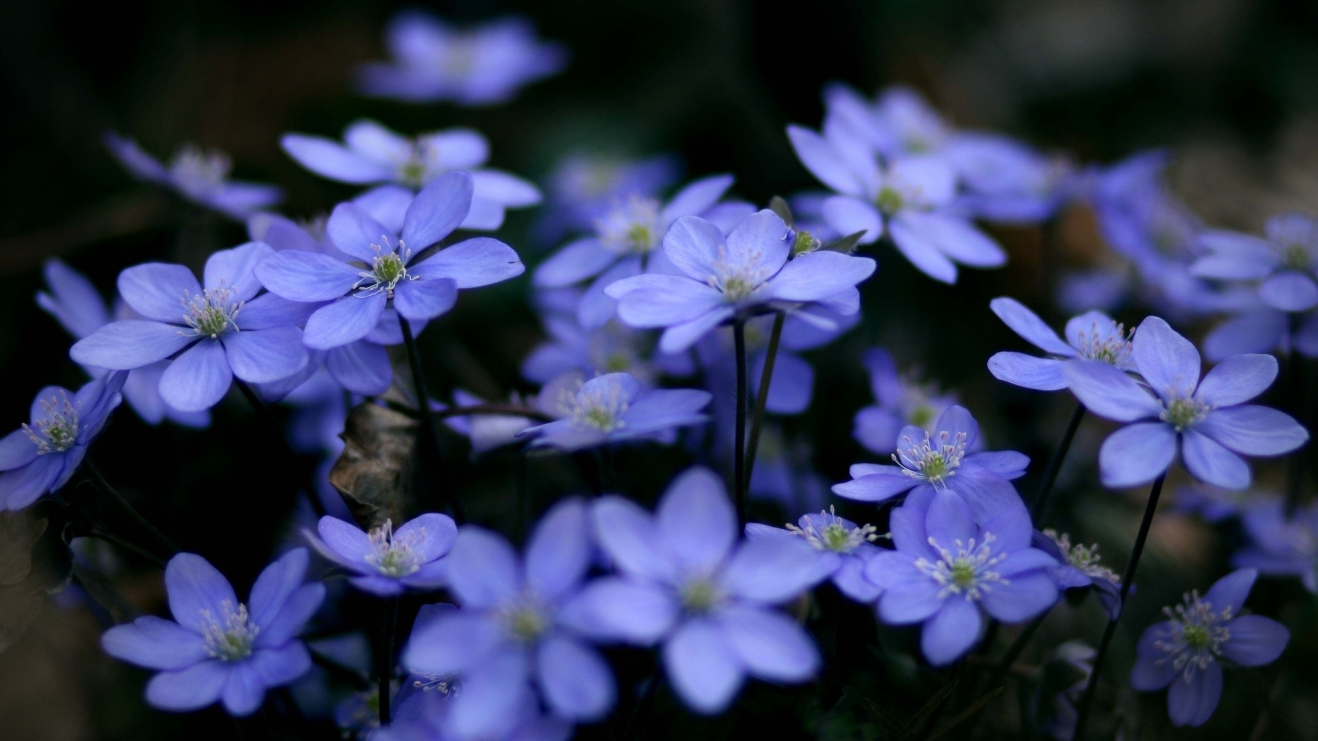 43115 économiseurs d'écran et fonds d'écran Violettes sur votre téléphone. Téléchargez plantes, bleu, fleurs images gratuitement