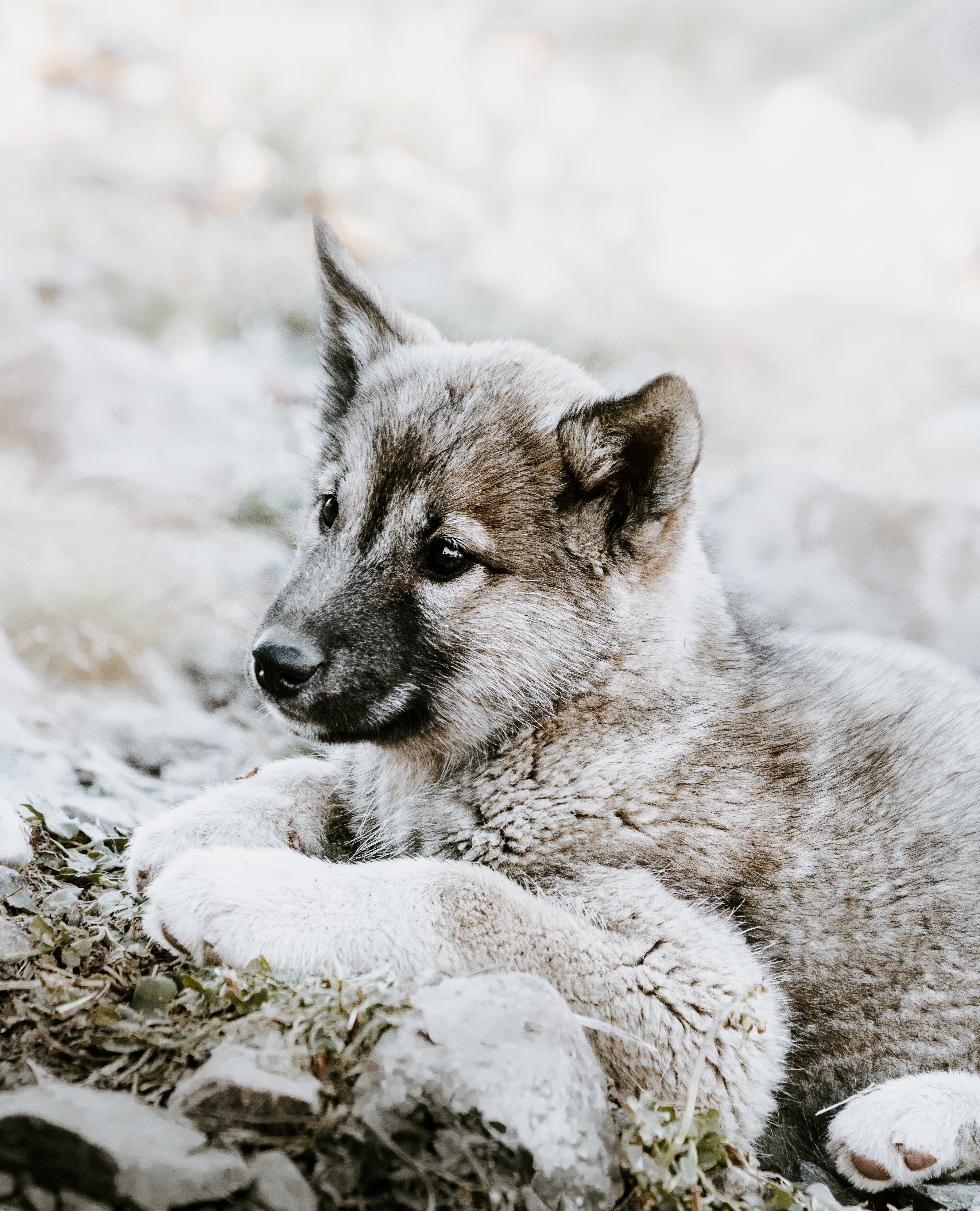Puppy czechoslovak wolf dog, lies, sorrow, czechoslovakian wolfdog 8k Backgrounds