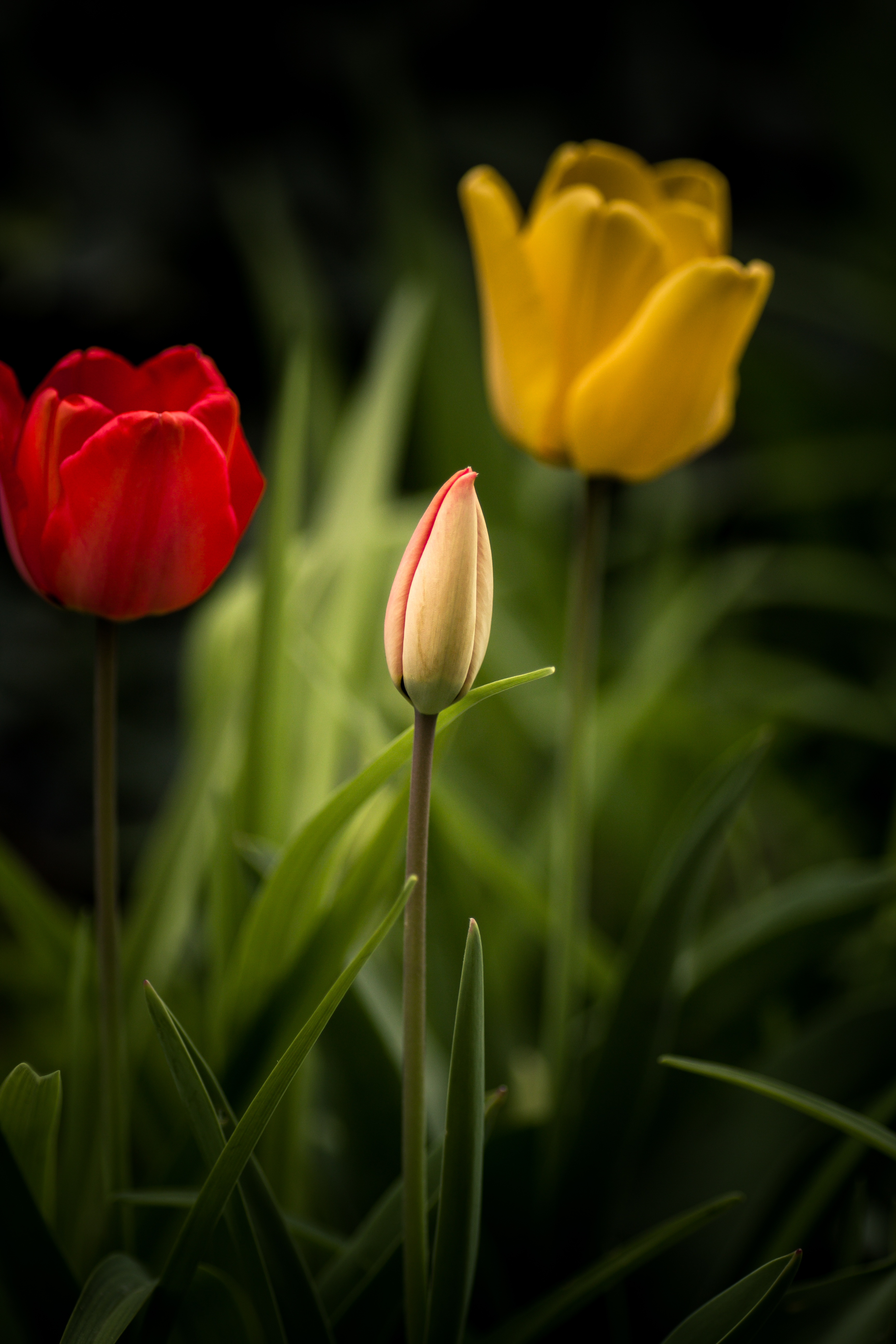 Laden Sie das Blätter, Blumen, Tulpen, Blumenbeet-Bild kostenlos auf Ihren PC-Desktop herunter