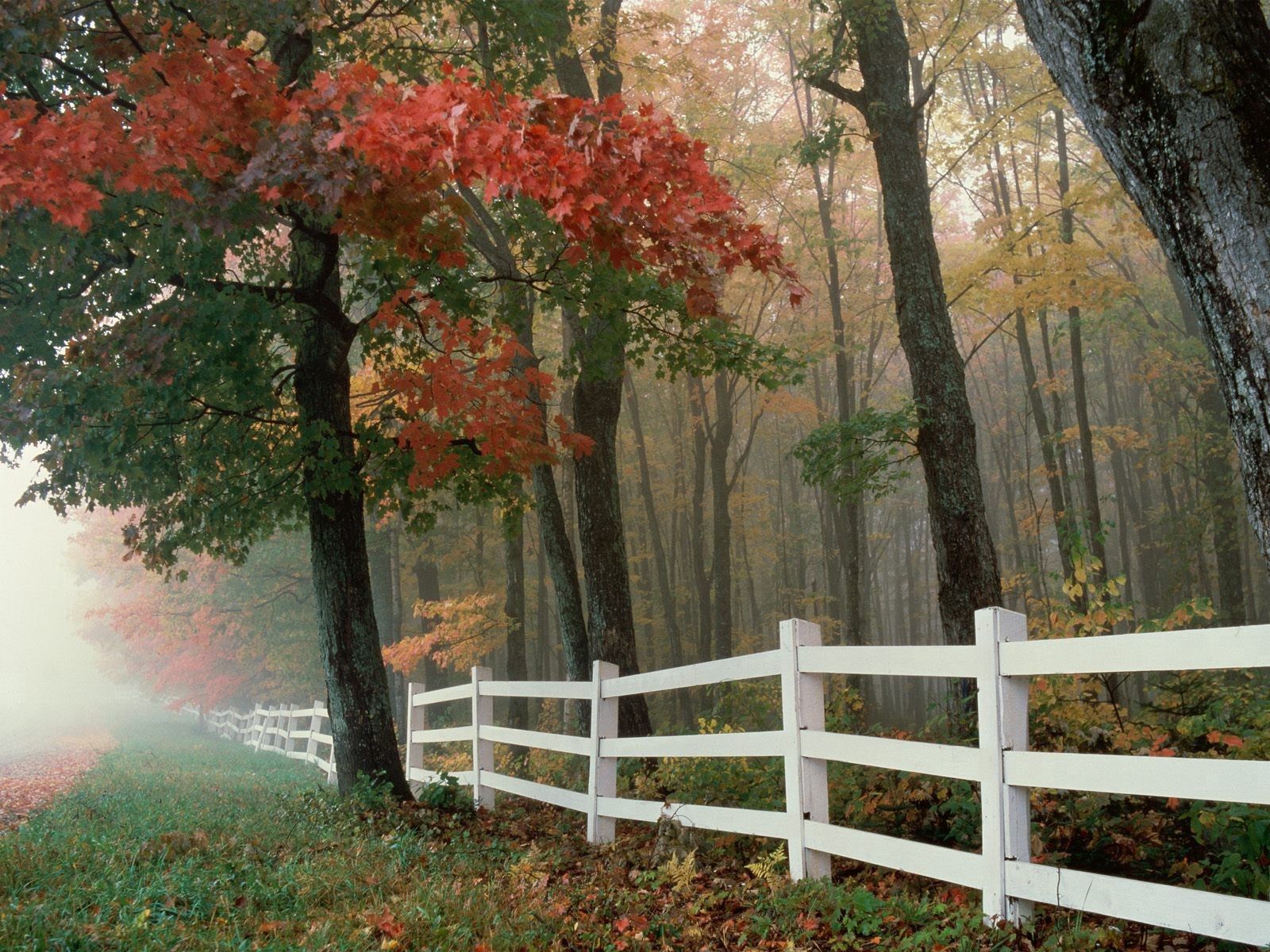 Handy-Wallpaper Herbst, Natur, Bäume, Blätter, Nebel, Zaun kostenlos herunterladen.