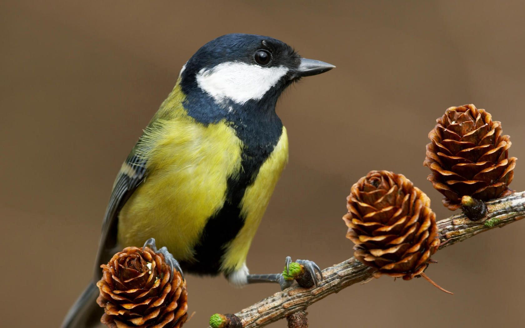 animals, tit, branch, titica home screen for smartphone