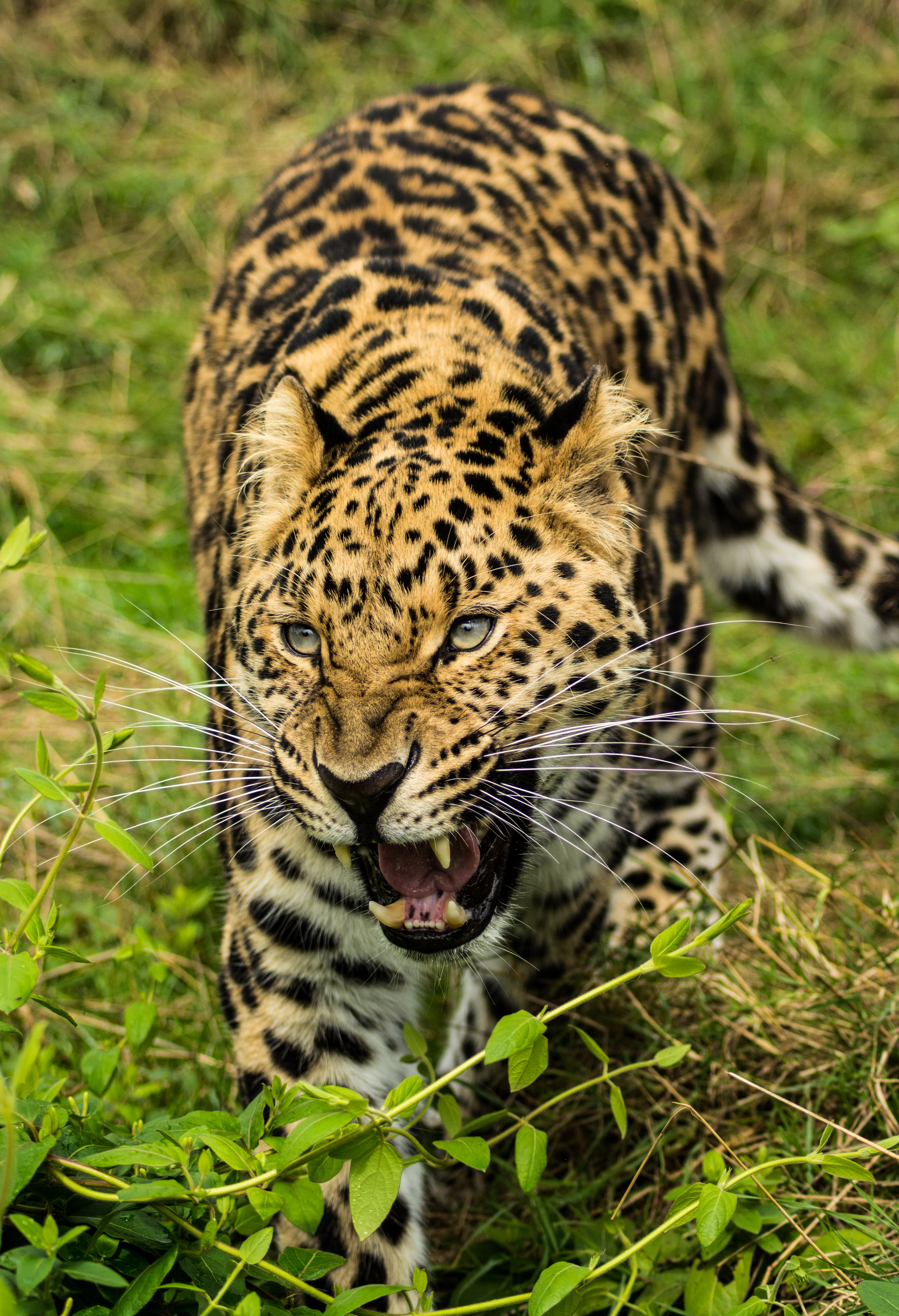 103324 Bild herunterladen tiere, leopard, fallen, raubtier, predator, big cat, große katze, sicht, meinung, mund - Hintergrundbilder und Bildschirmschoner kostenlos