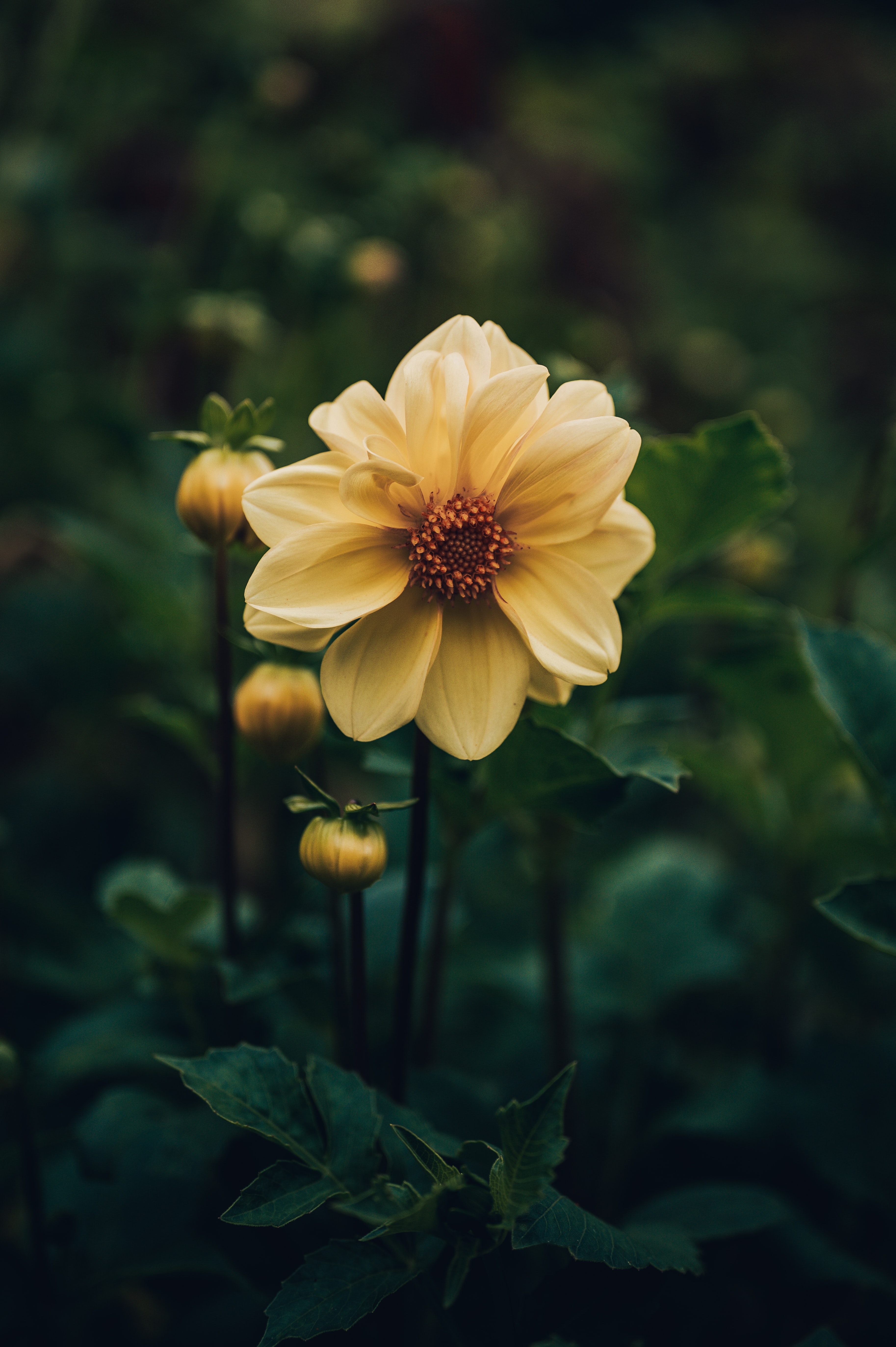 wallpapers flower, flowers, yellow, plant, dahlia