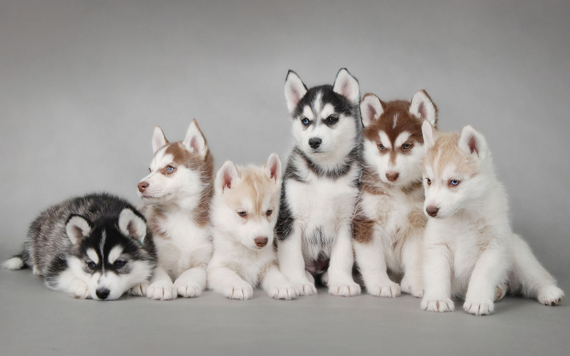 dogs, animals, gray HD wallpaper