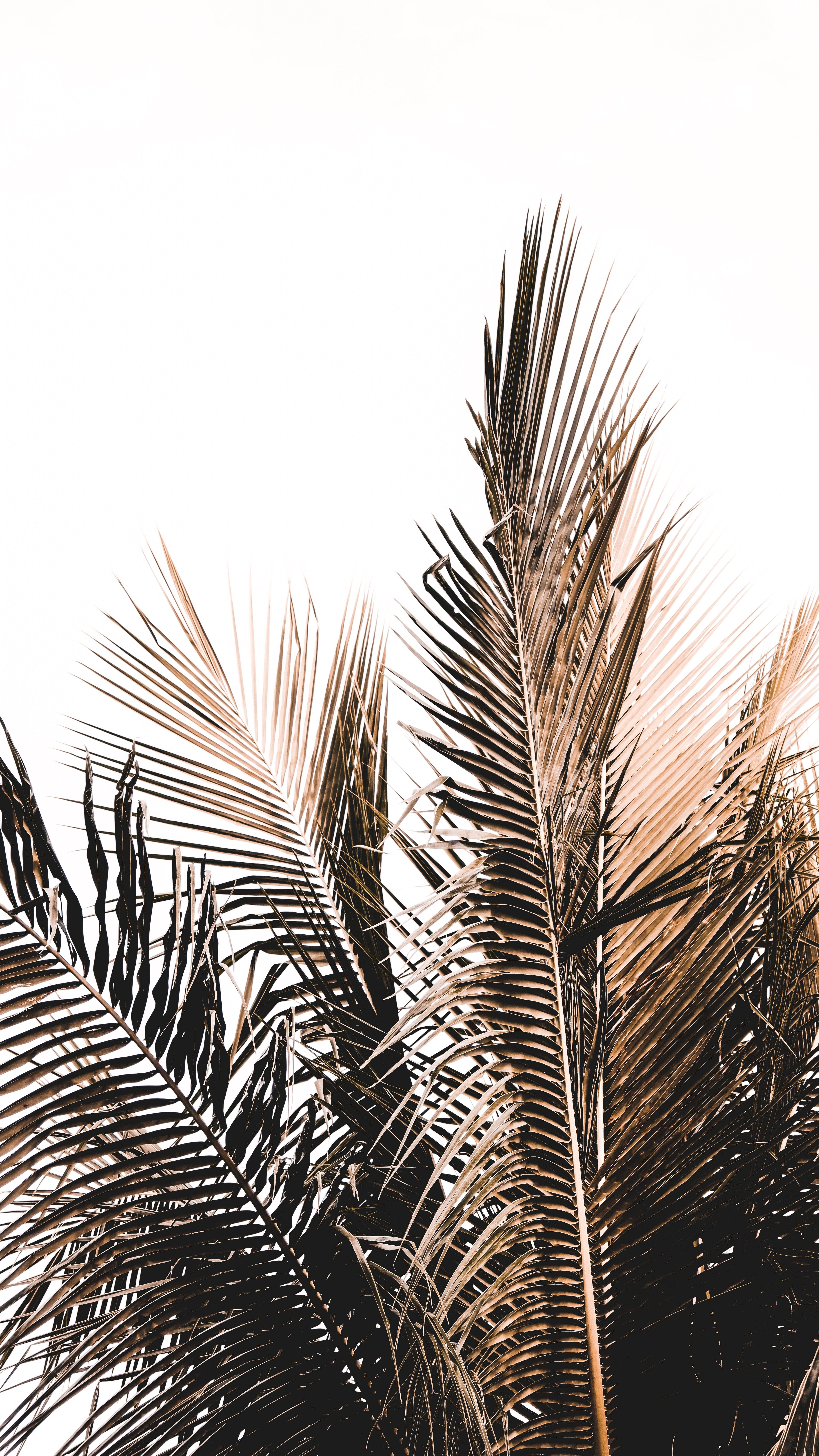palm, white, minimalism, branch HD wallpaper