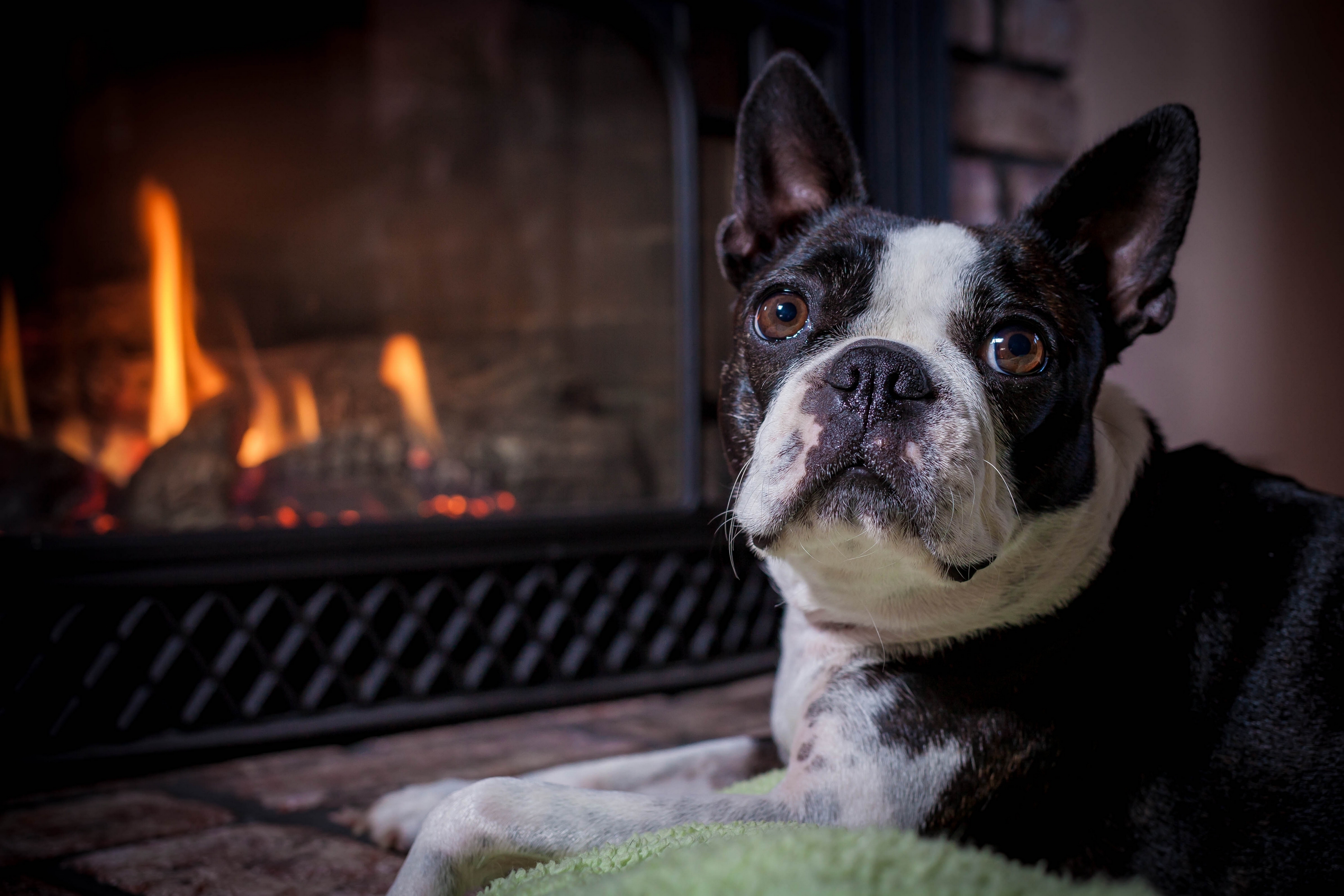 can you muzzle a boston terrier