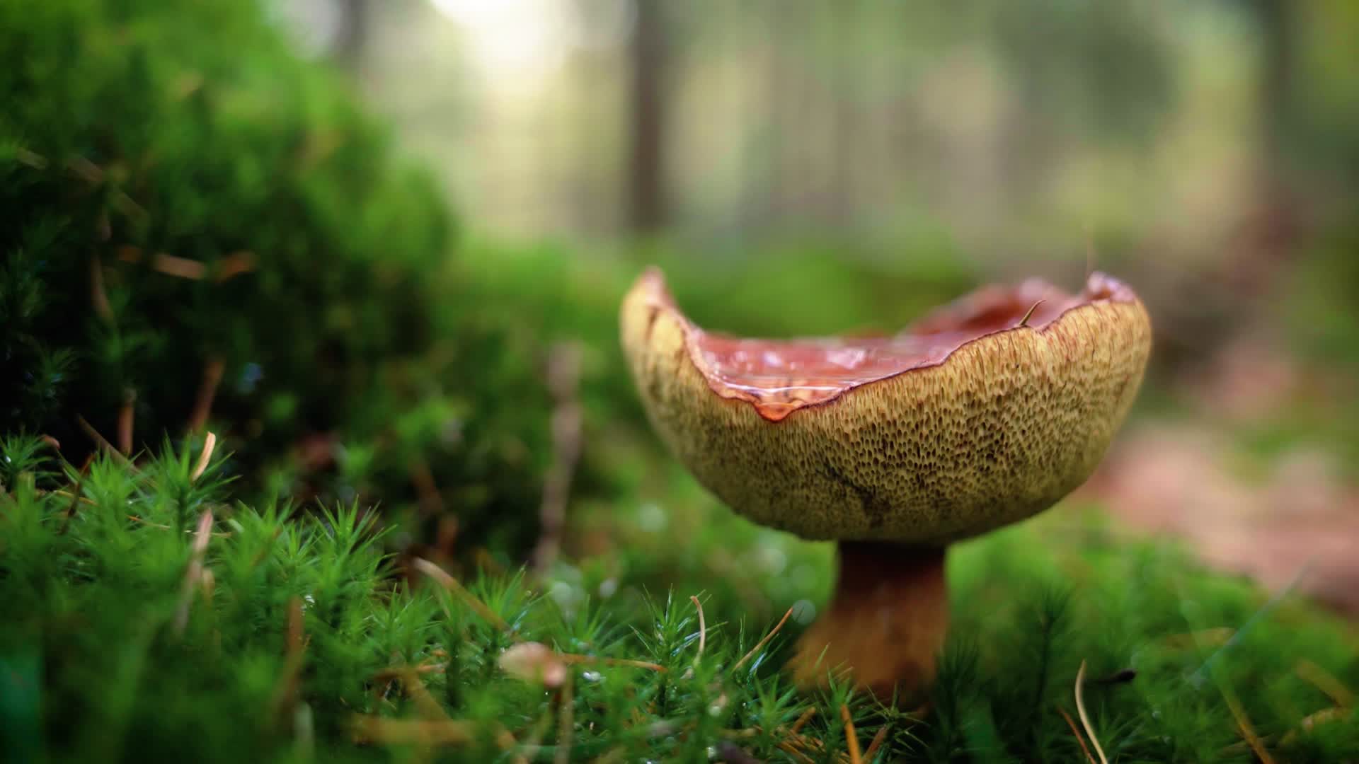 macro, mushroom, earth Free HD pic