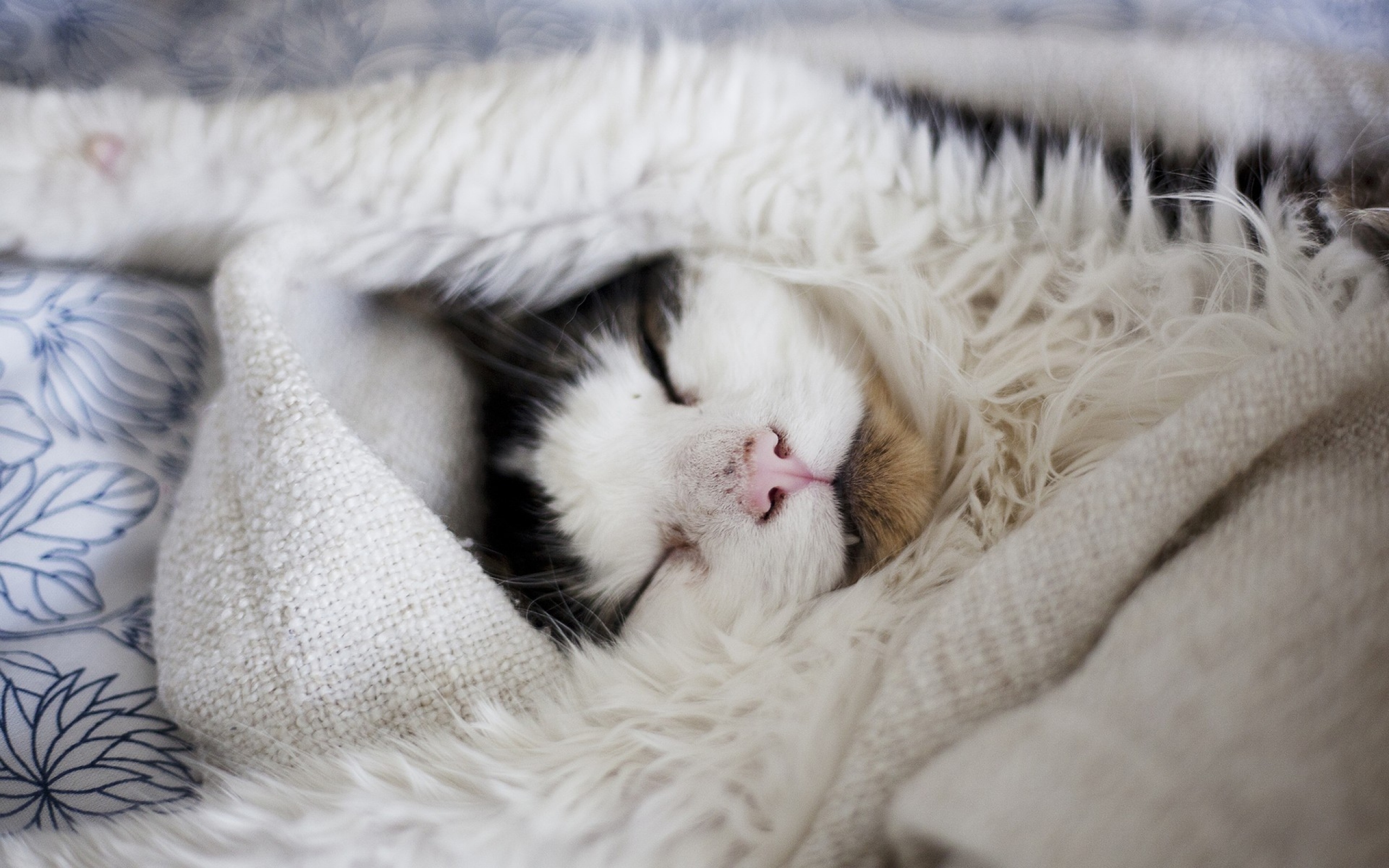 Все просыпается украшается после зимнего сна. Кот под одеялом. Спящие котята. Кот в пледе. Спящий котенок.
