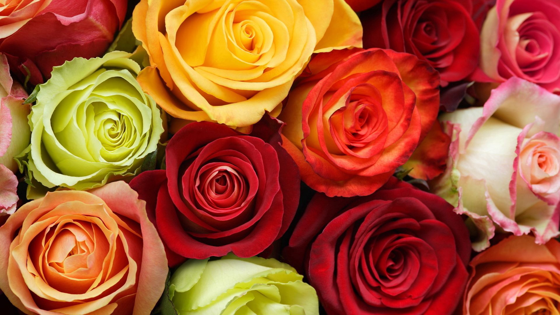 QHD wallpaper roses, multicolored, beauty, flowers