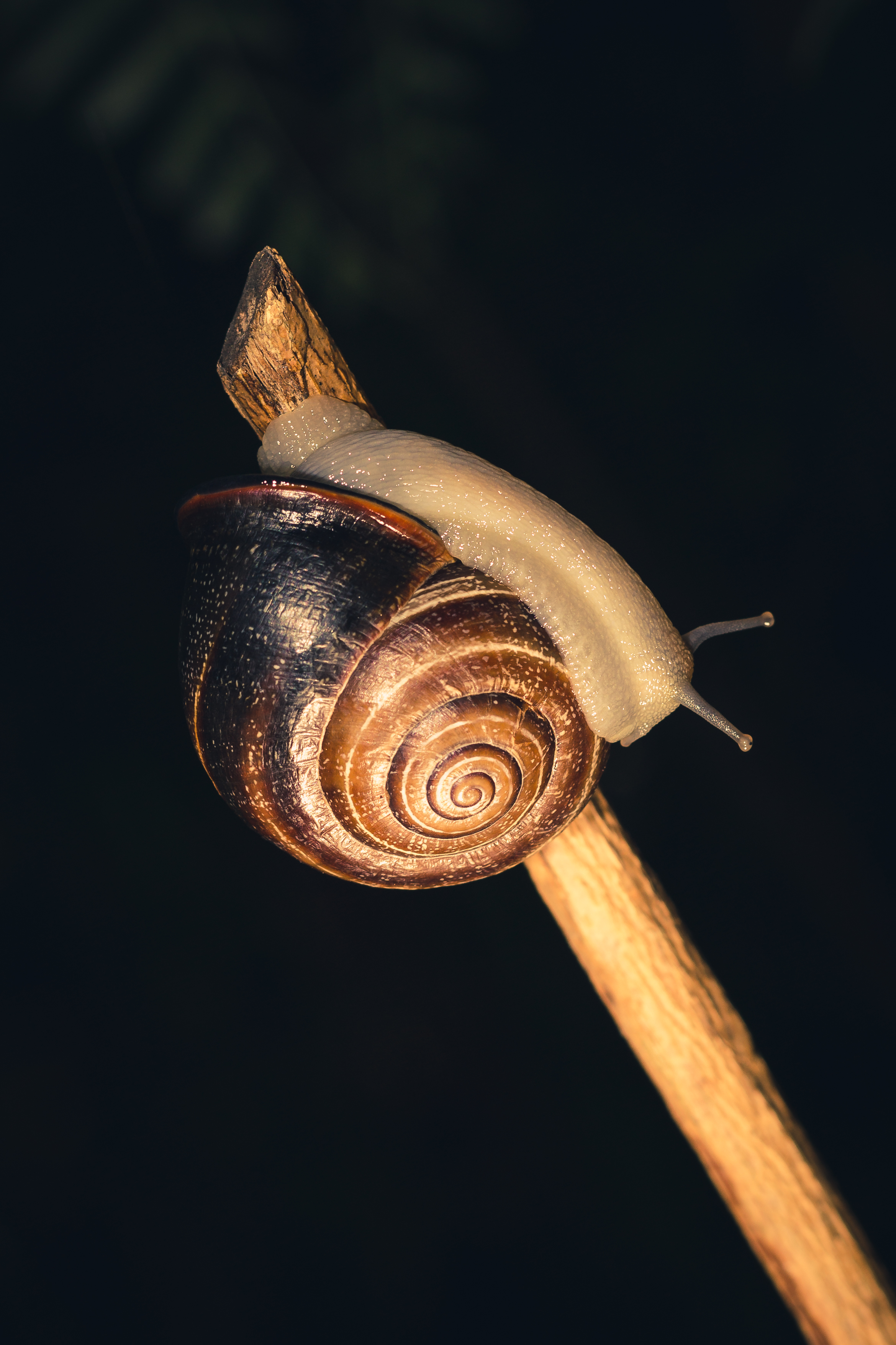 android macro, snail, carapace, shell, clam, mollusc