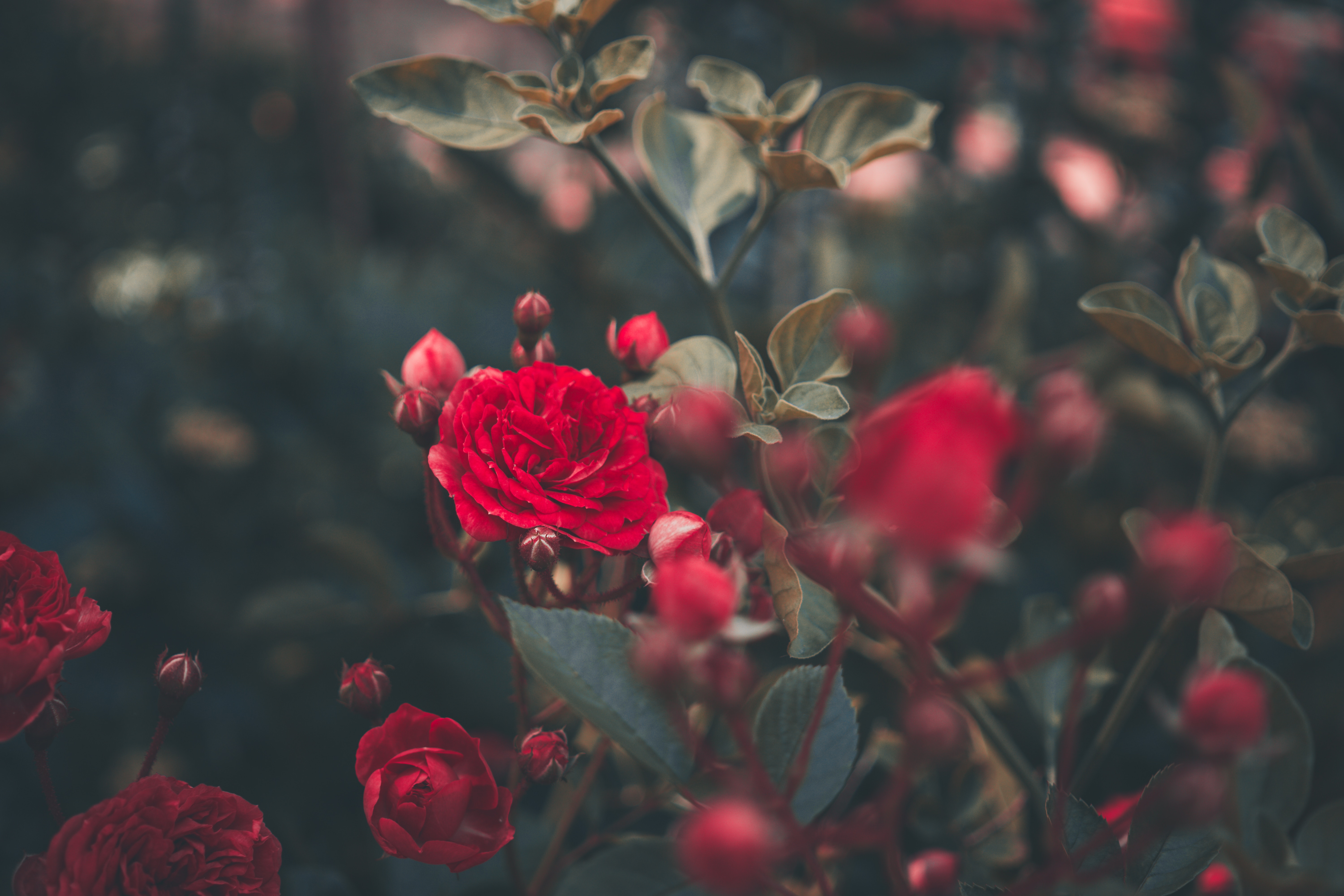 red, flowers, bush, rose flower, rose, bud, garden
