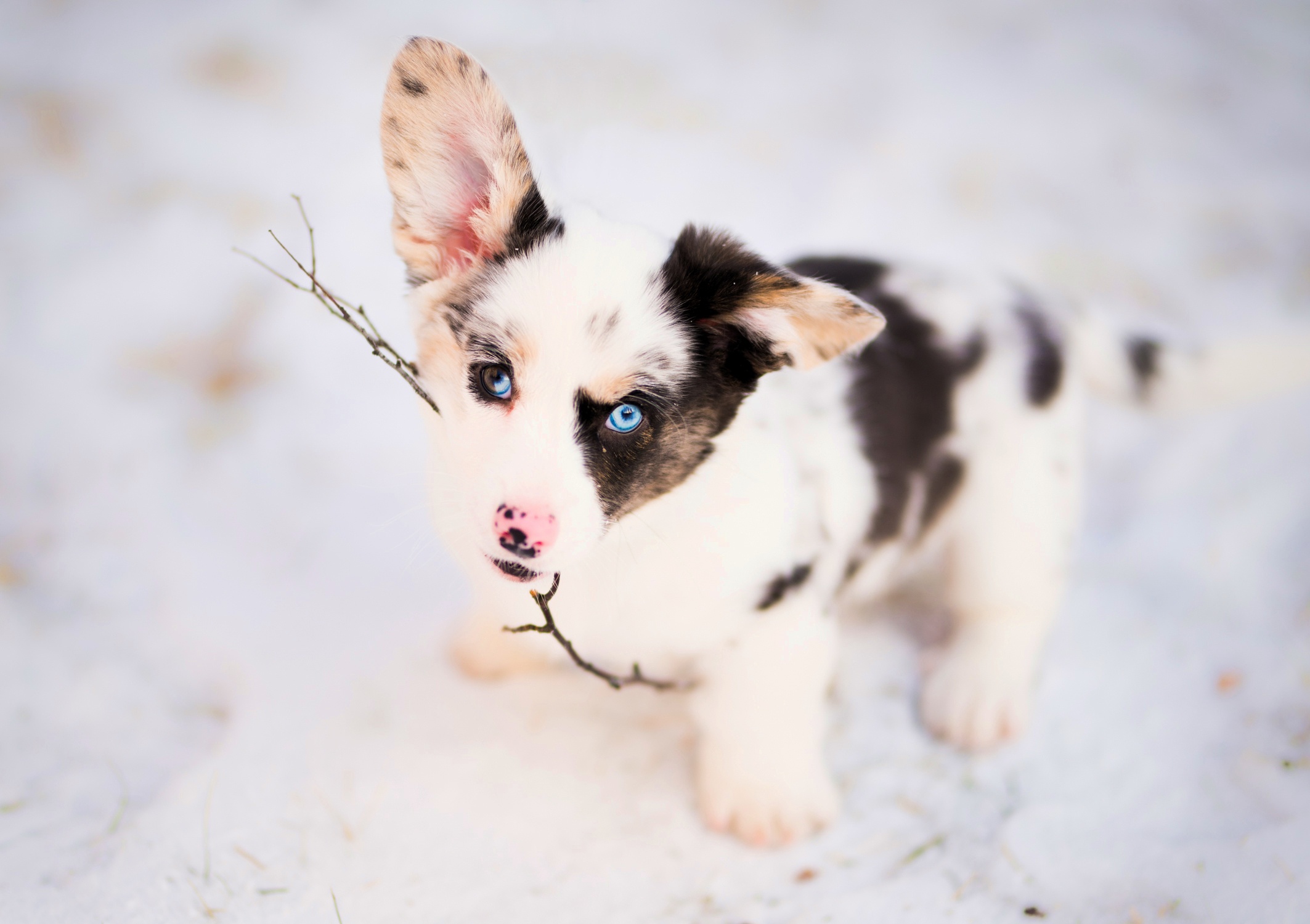 Корги с голубыми глазами фото щенок