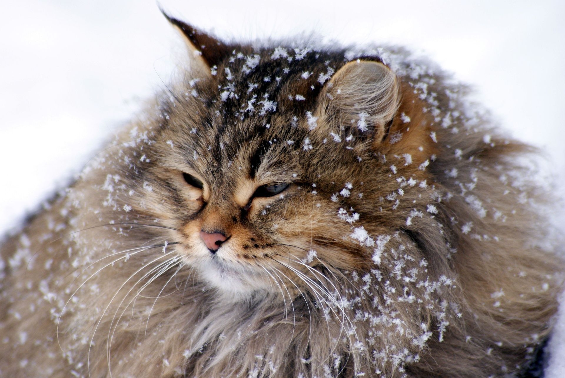 99177 download wallpaper animals, snow, cat, fluffy, fat, thick screensavers and pictures for free