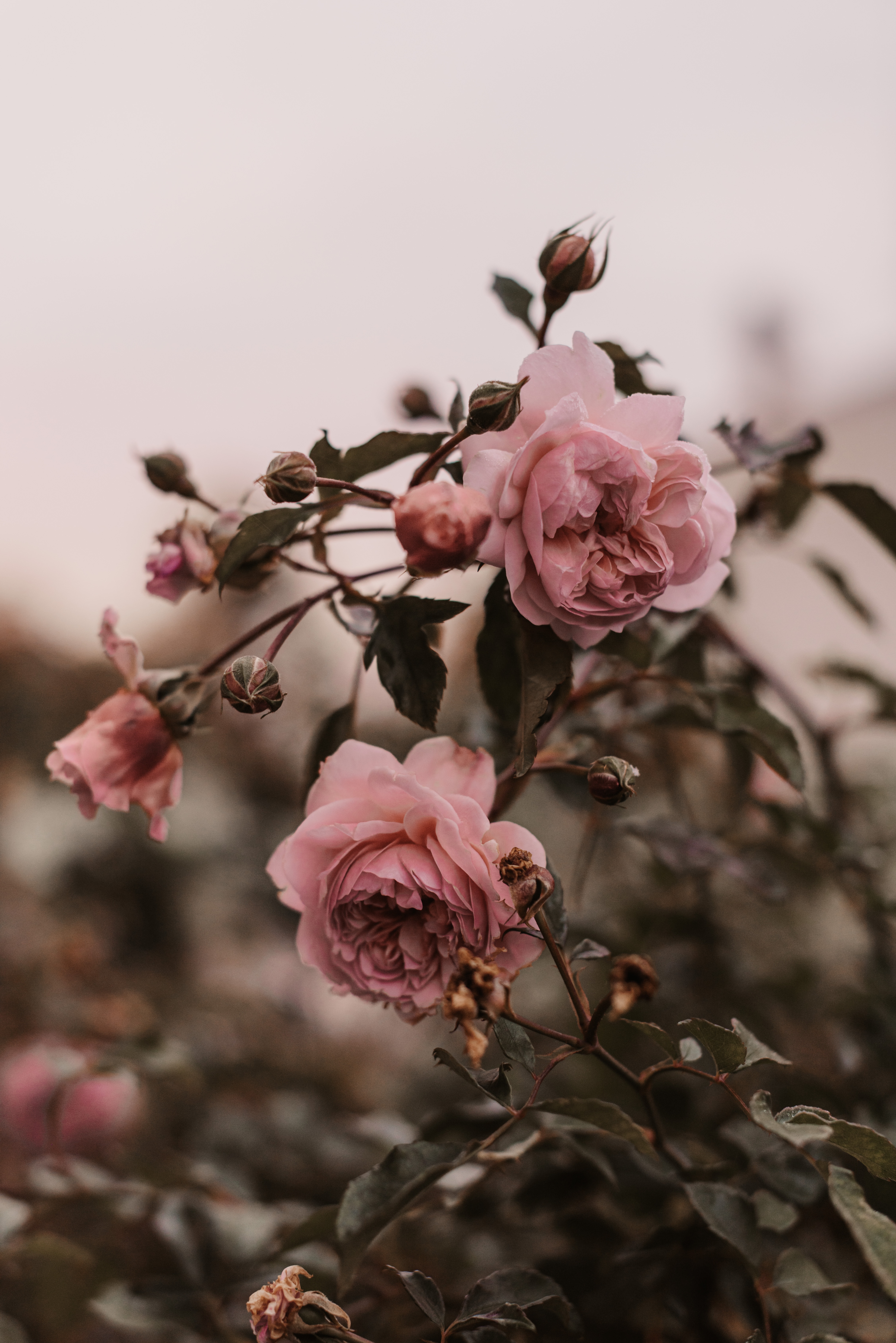 67496 скачать обои розовый, цветы, растение, роза, куст - заставки и картинки бесплатно