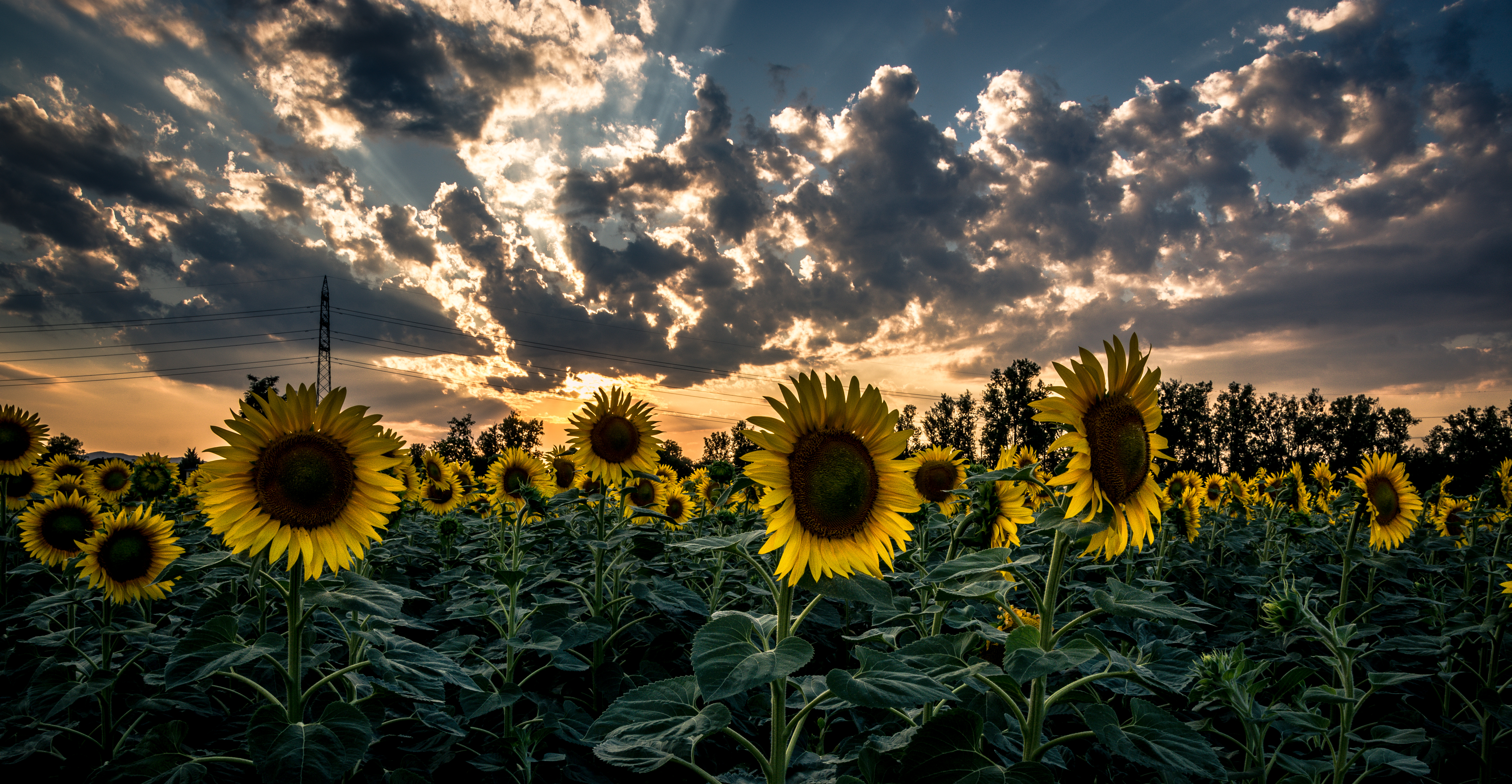 sunset, flowers, flower, field, sunflower 1080p