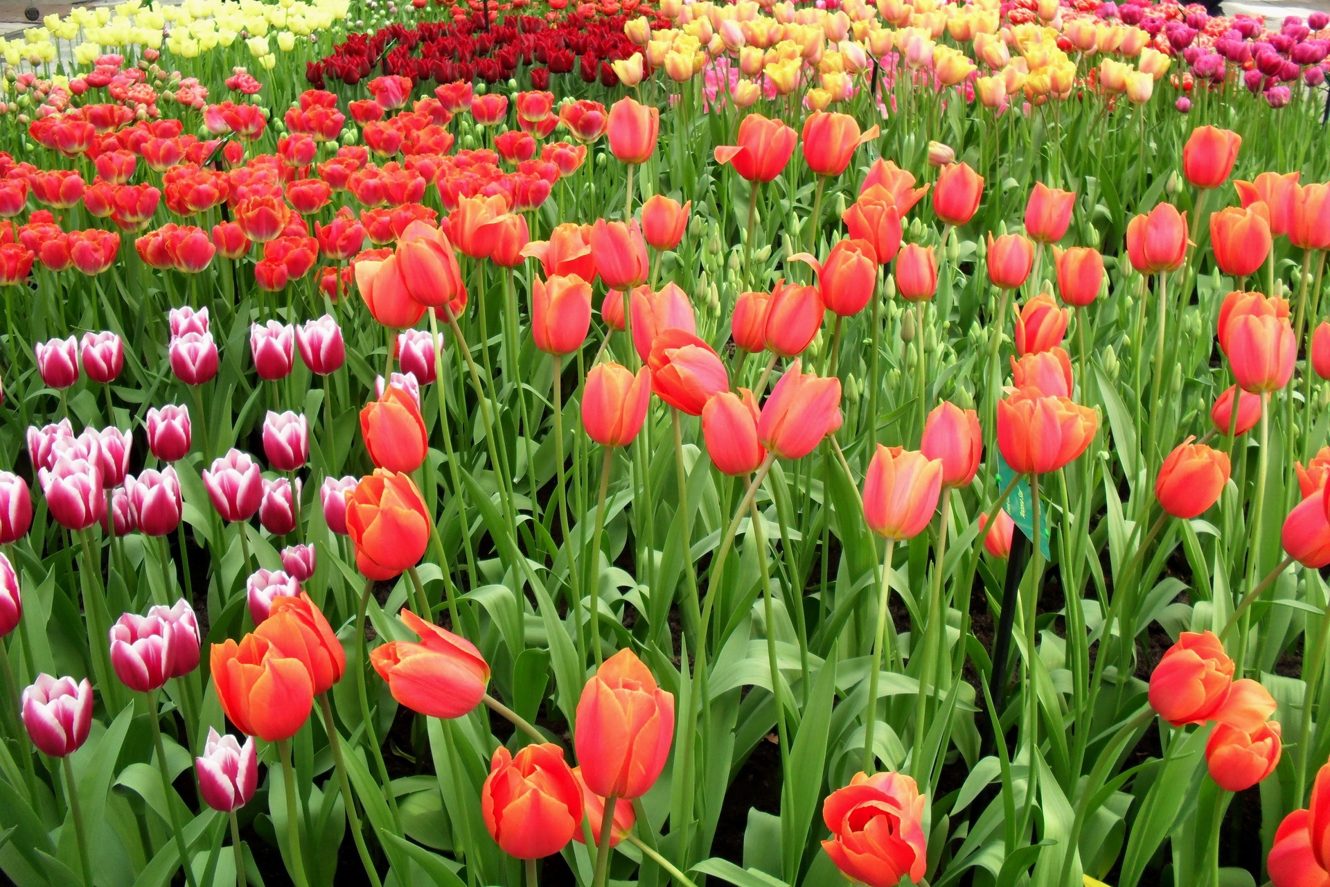 different, flowers, tulips, flower bed, flowerbed, lot, spring