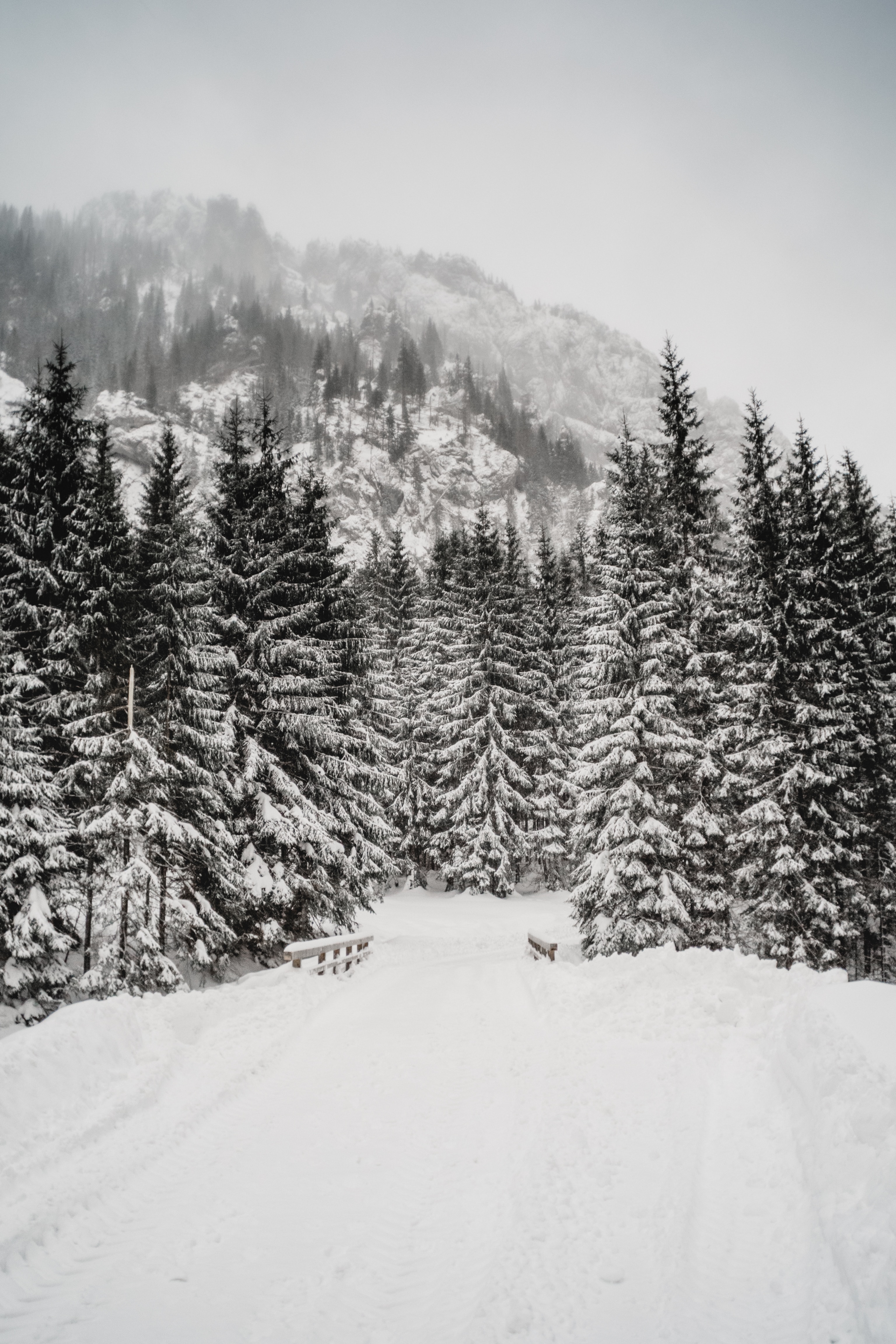 111811 Hintergrundbild herunterladen winter, natur, bäume, schnee, berg, schneesturm - Bildschirmschoner und Bilder kostenlos
