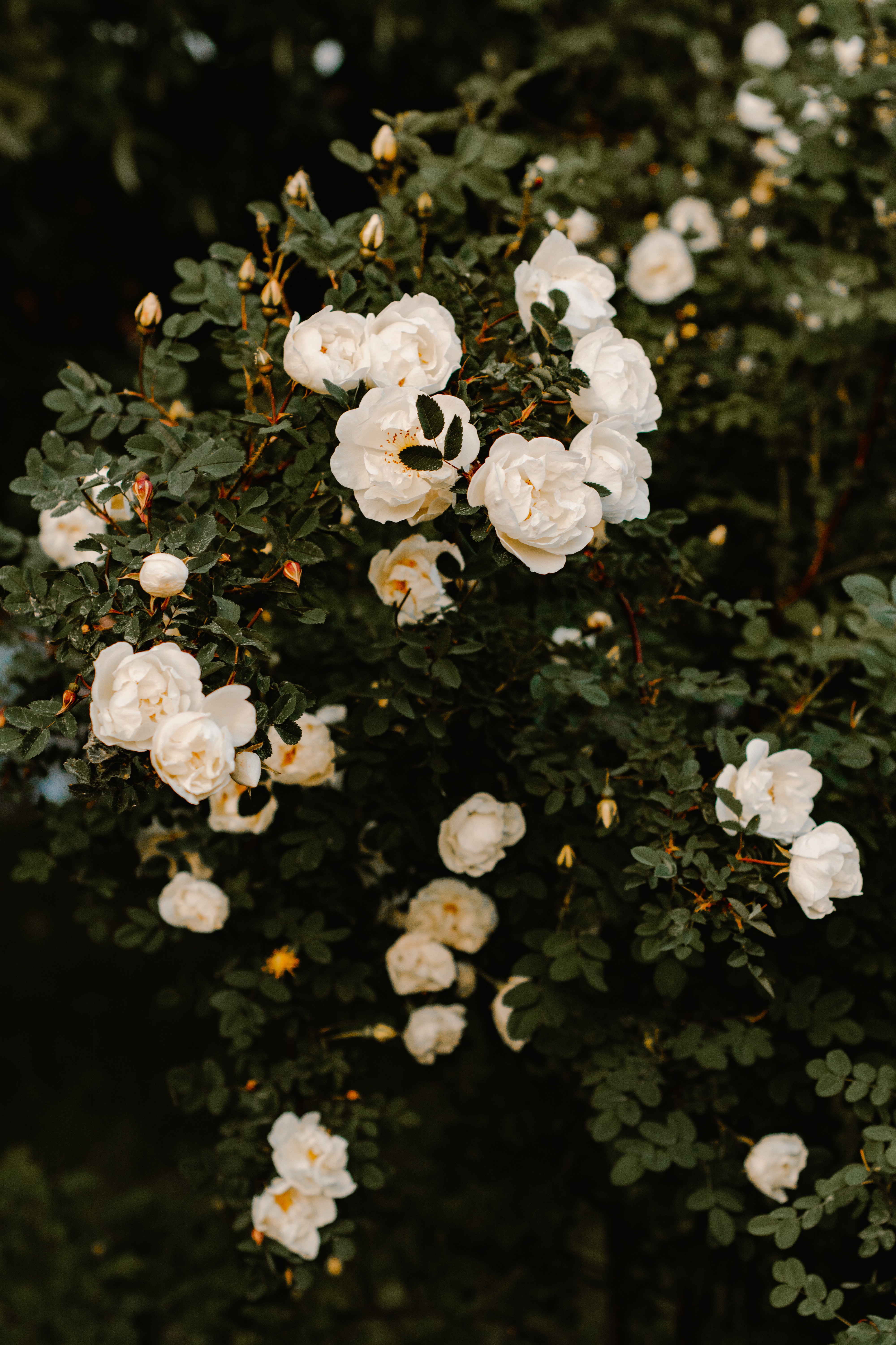 plant, bush, white, roses Phone Wallpaper