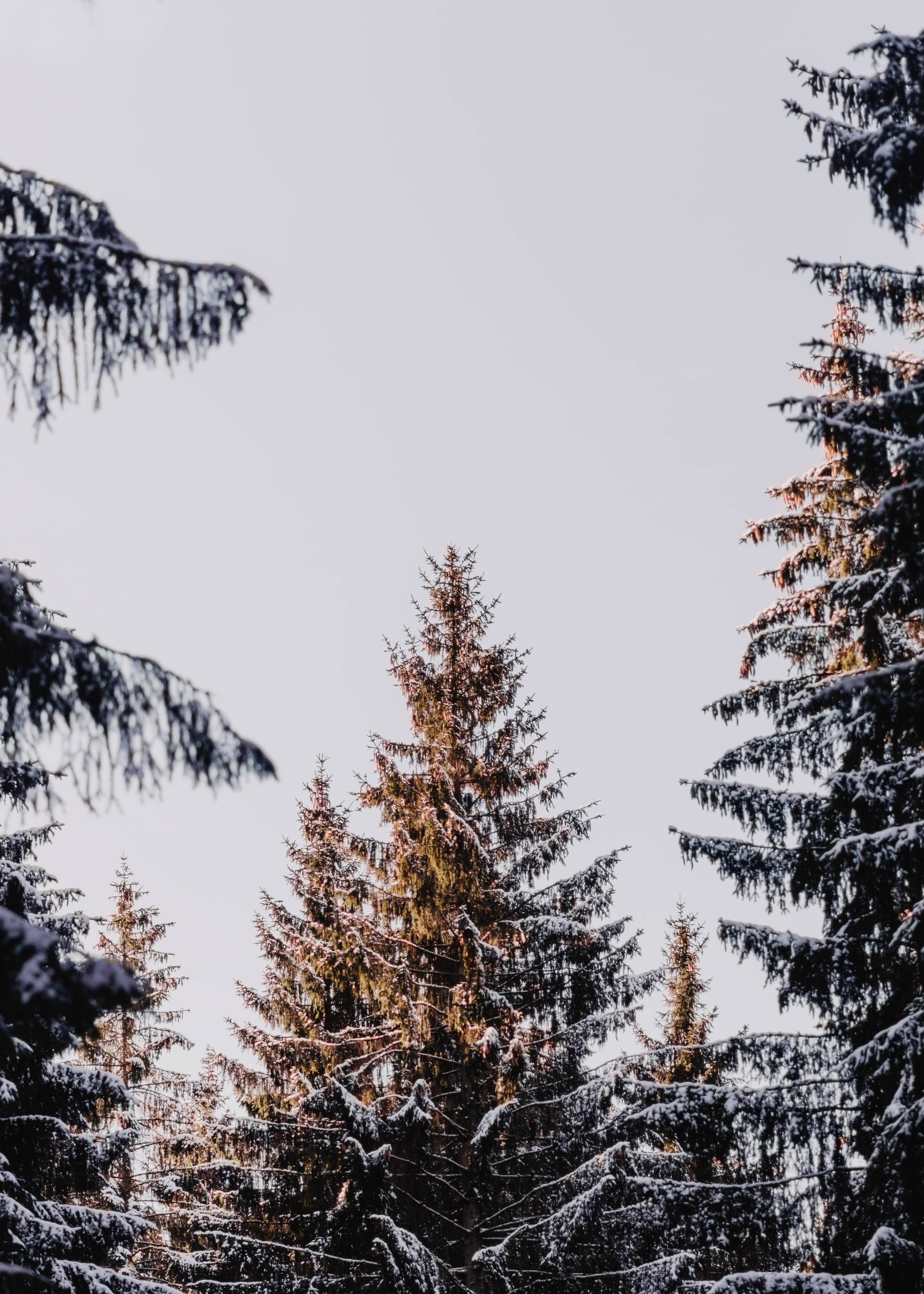 conifers, larch, nature, snowy, trees, coniferous, snow covered Free Stock Photo