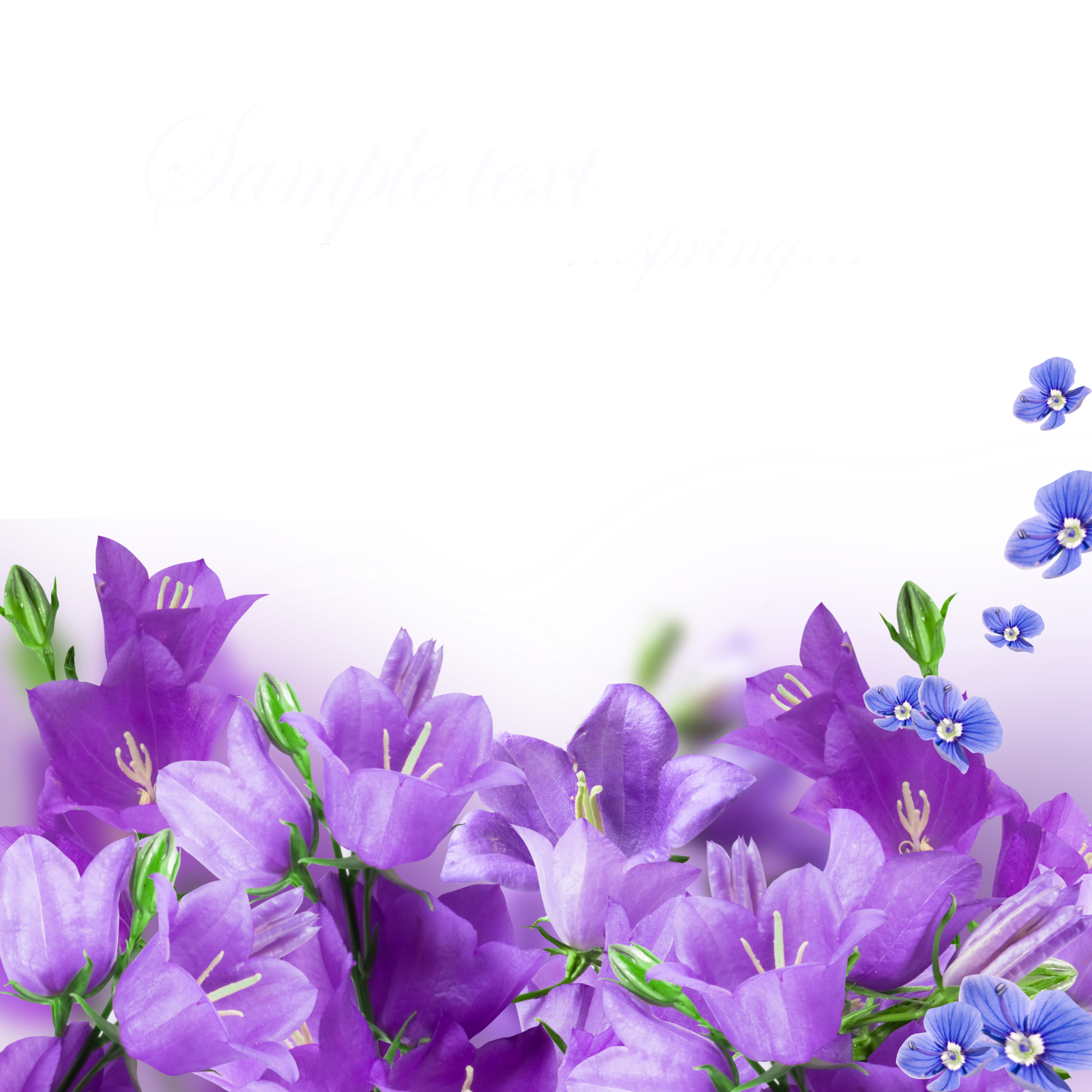 11820 téléchargez gratuitement des fonds d'écran Blanc pour votre téléphone, des images fleurs, plantes Blanc et des économiseurs d'écran pour votre mobile