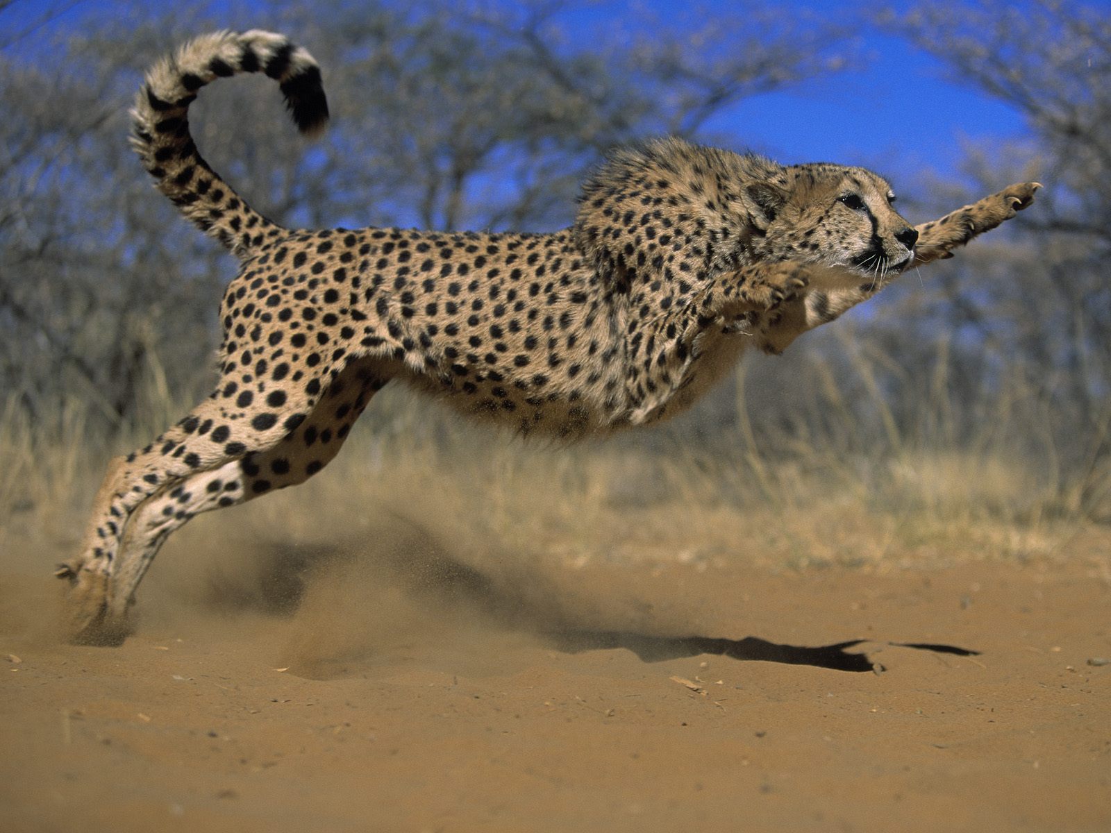 Desktop Backgrounds Cheetah 