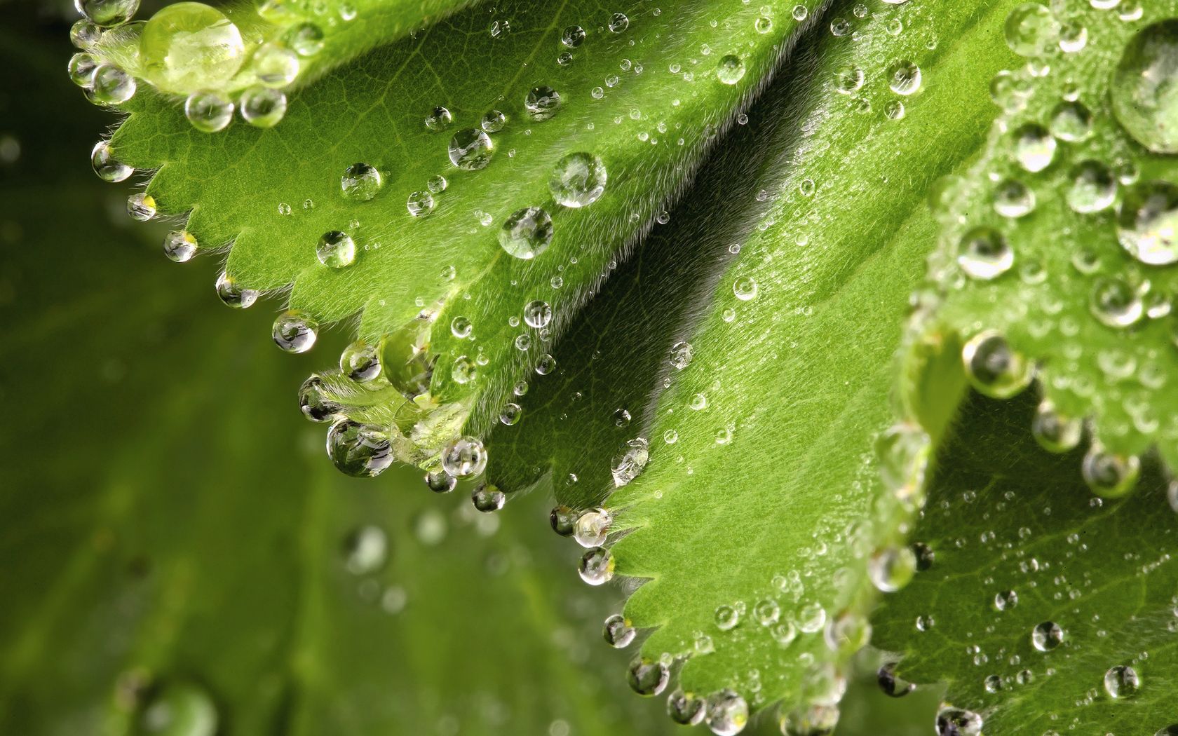 leaves, drops, macro, wet, dew, spring, humid 4K