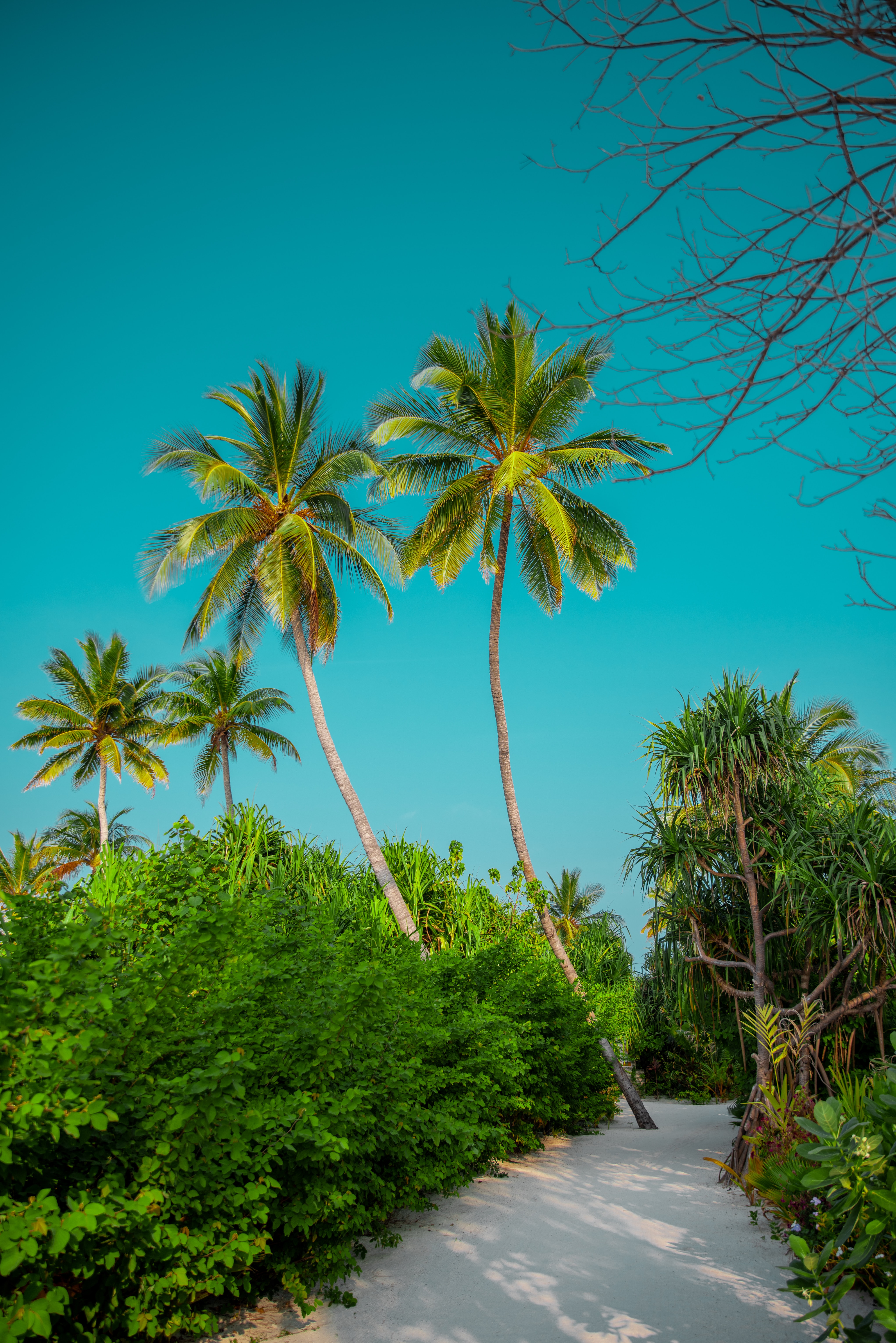 150374 Hintergrundbild herunterladen palms, natur, sommer, bush, pfad, tropen - Bildschirmschoner und Bilder kostenlos