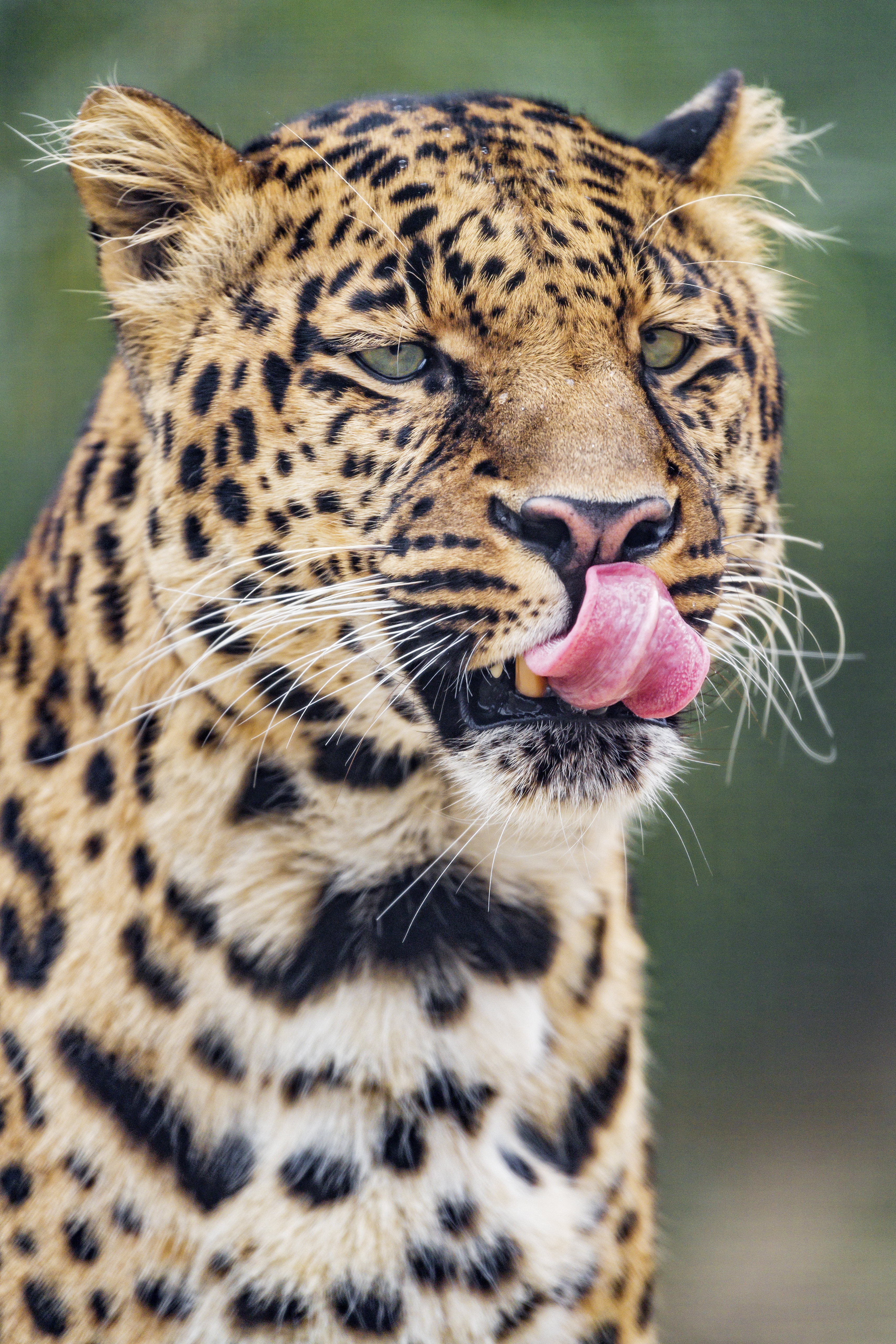 Images & Pictures protruding tongue, big cat, tongue stuck out, animals Leopard