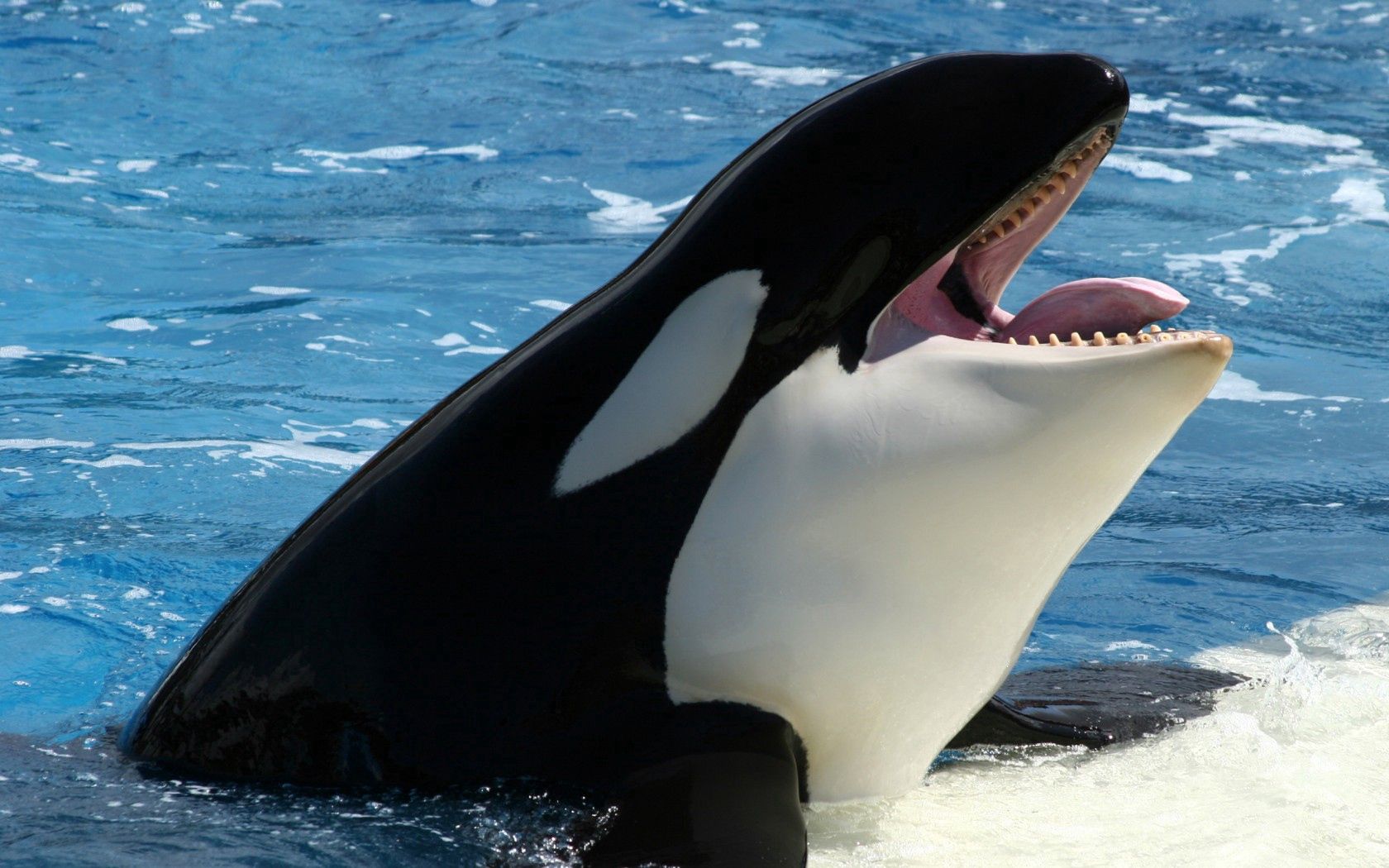 Laden Sie das Tiere, Sea, Wal, Killerwal-Bild kostenlos auf Ihren PC-Desktop herunter
