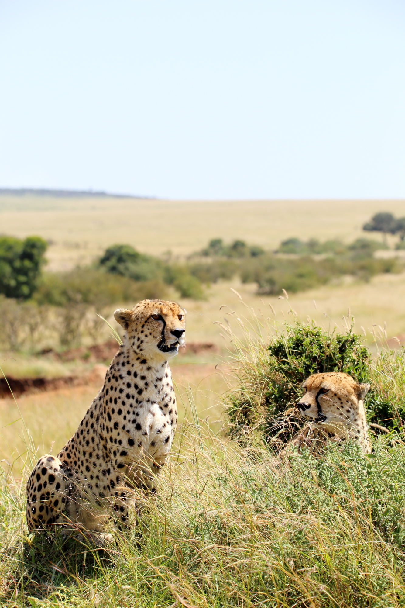 59457 Bildschirmschoner und Hintergrundbilder Geparden auf Ihrem Telefon. Laden Sie tiere, grass, geparden, raubtier, predator, große katze, big cat Bilder kostenlos herunter