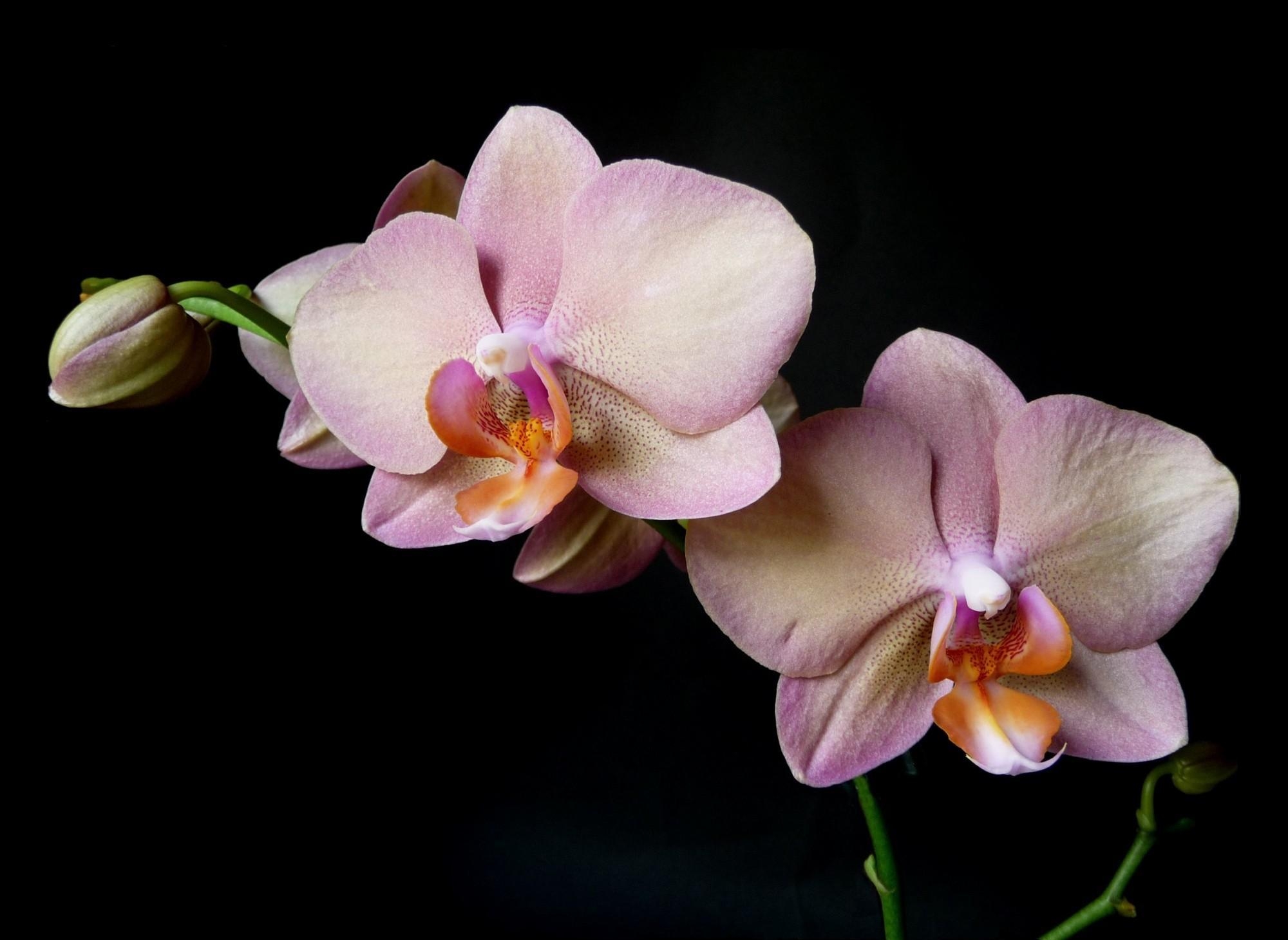 119873 Bildschirmschoner und Hintergrundbilder Orchidee auf Ihrem Telefon. Laden Sie schwarzer hintergrund, orchid, ast, zweig Bilder kostenlos herunter