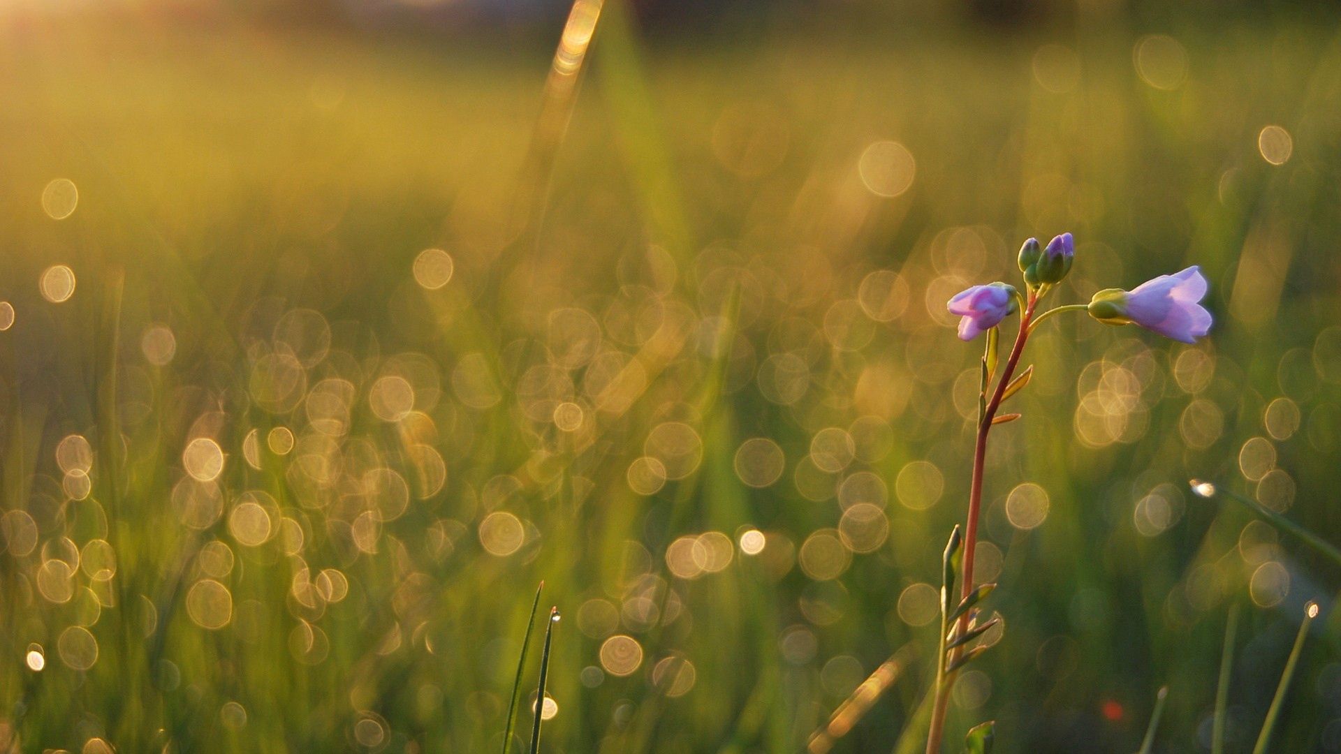 grass, flower, macro, shine, light, field, stem, stalk 5K