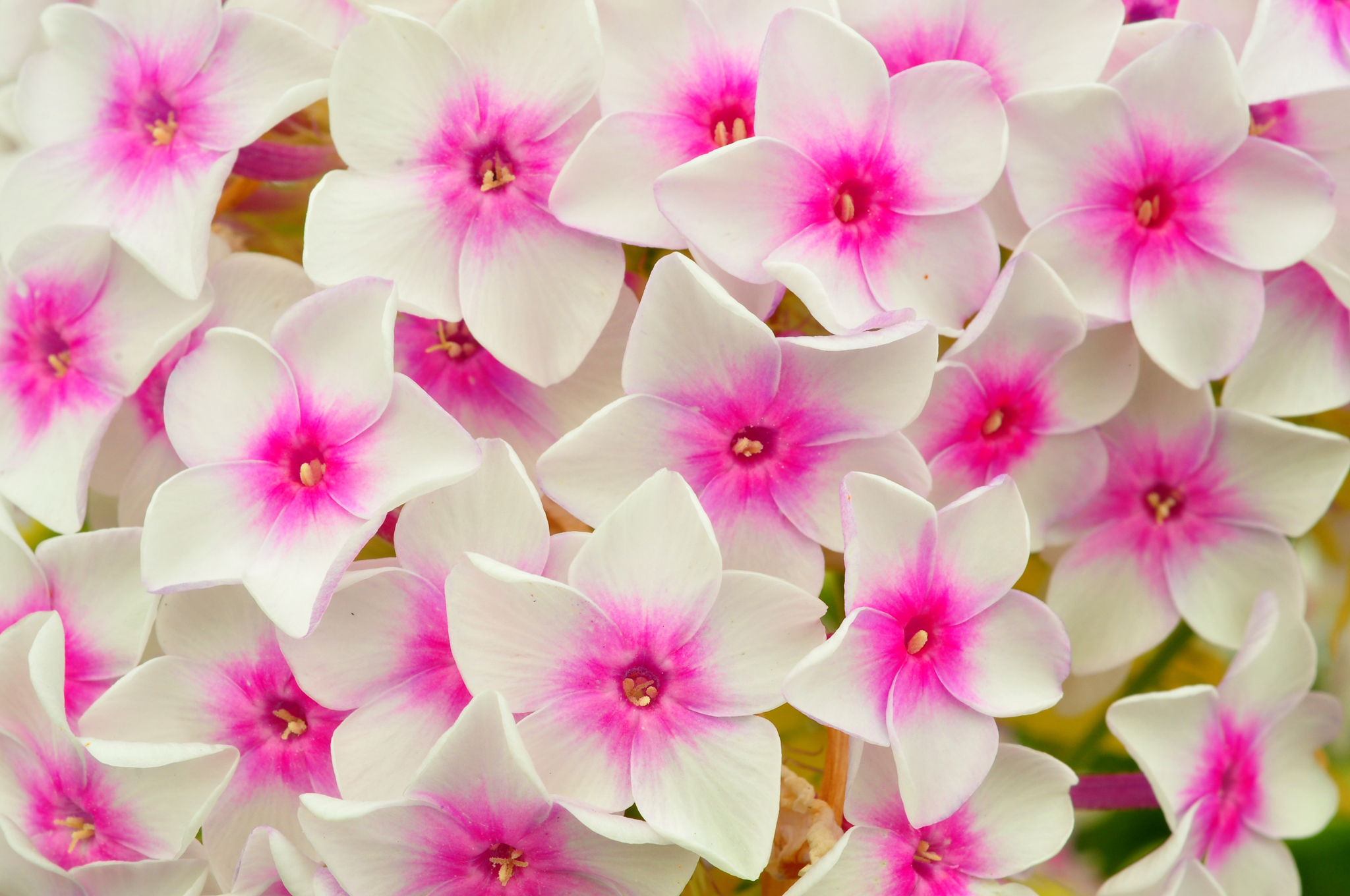 Laden Sie das Blumen, Rosa, Blütenblätter, Phlox-Bild kostenlos auf Ihren PC-Desktop herunter