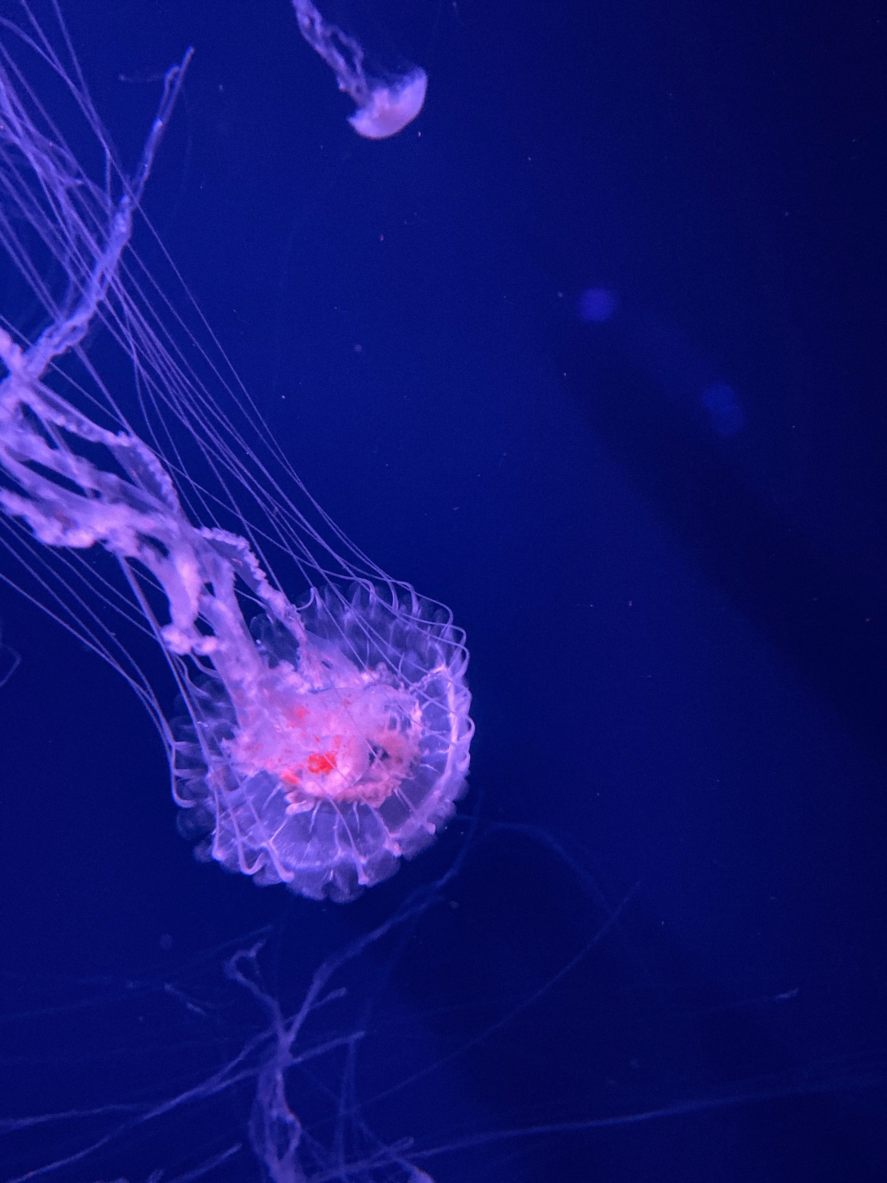Underwater animals, jellyfish, transparent, submarine 4k Wallpaper