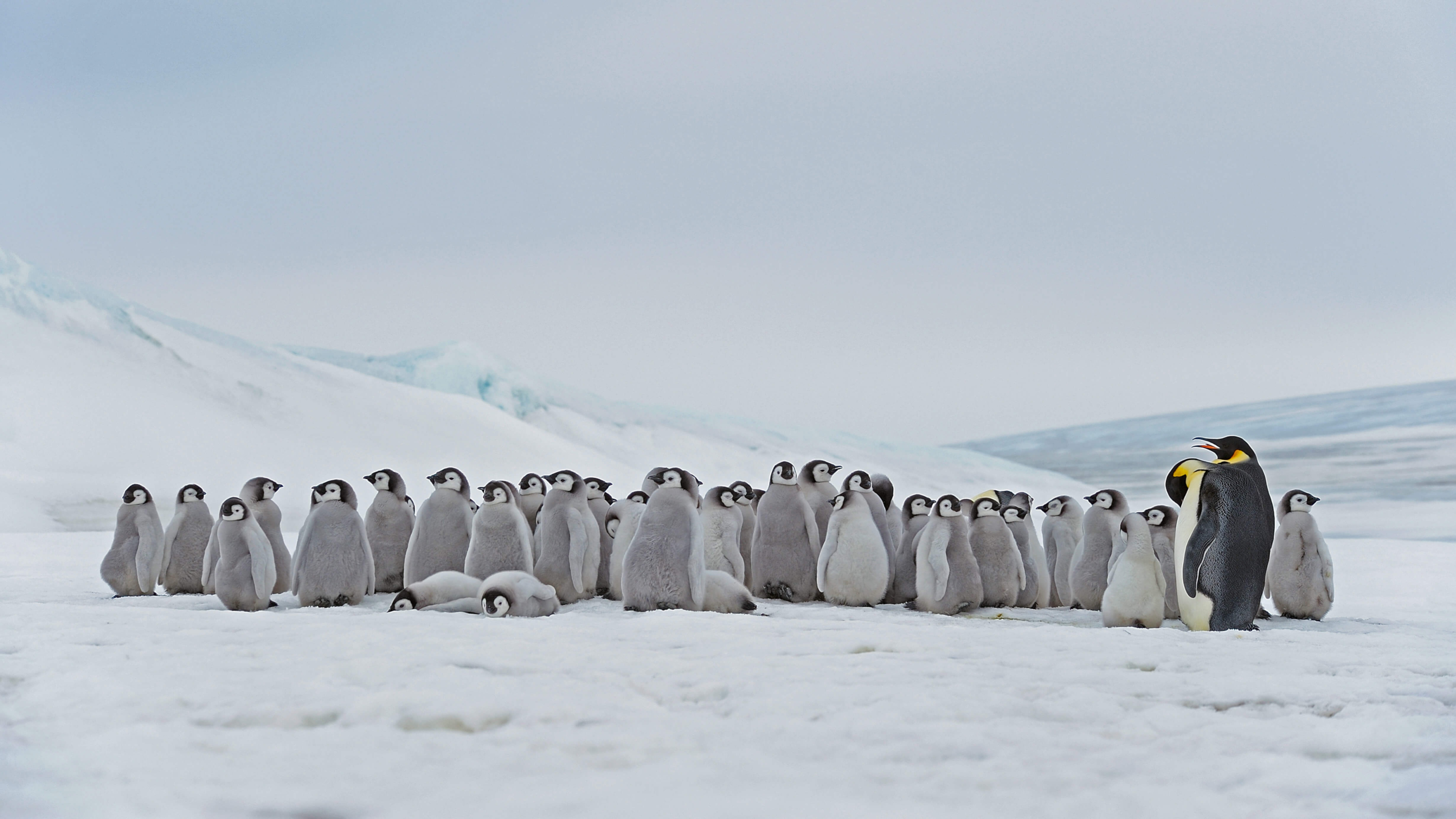 HD desktop wallpaper: Birds, Animal, Antarctica, Penguin, Emperor Penguin  download free picture #493914