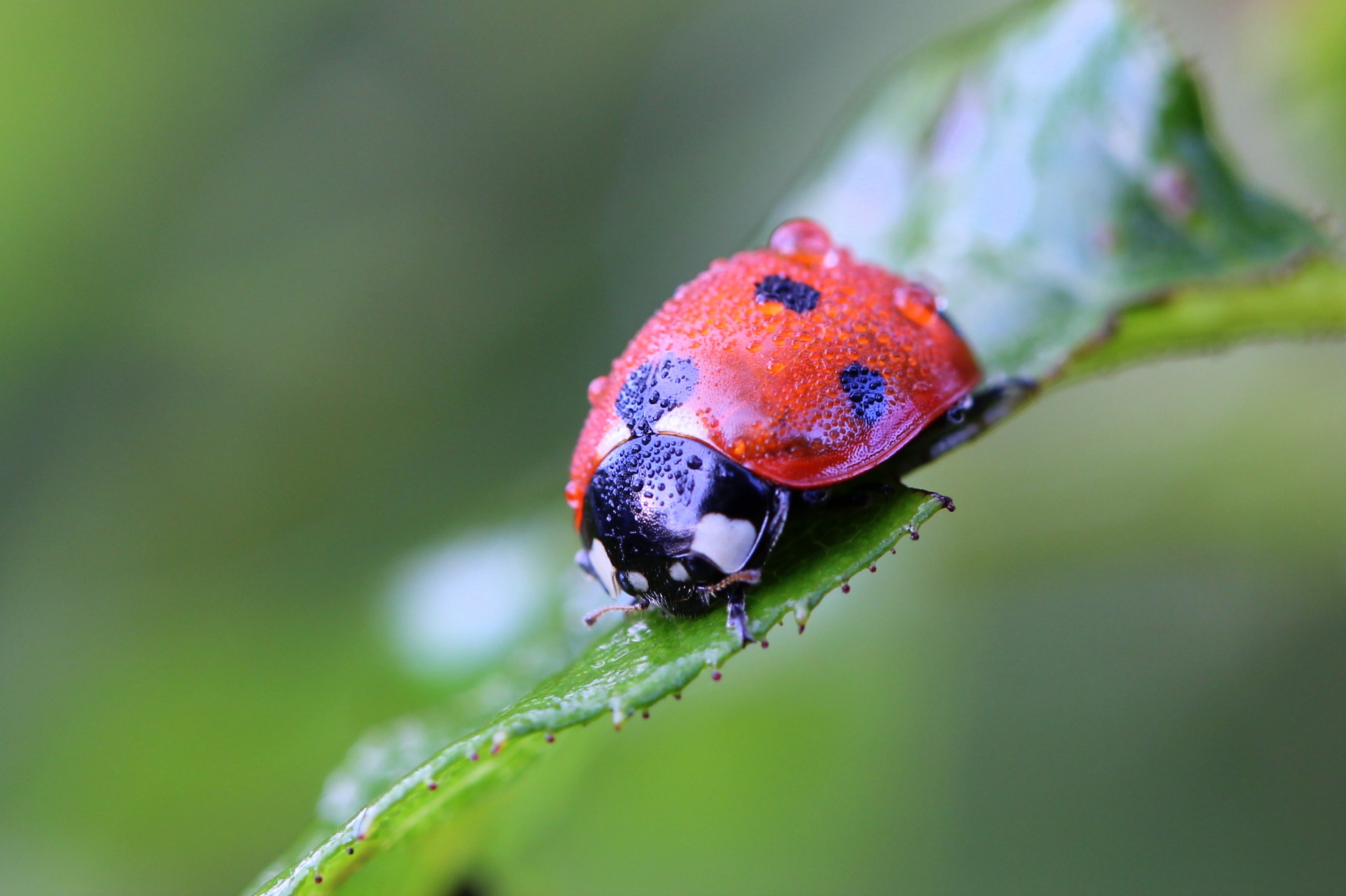 Laden Sie das Marienkäfer, Makro, Nahaufnahme, Insekt, Ladybird-Bild kostenlos auf Ihren PC-Desktop herunter
